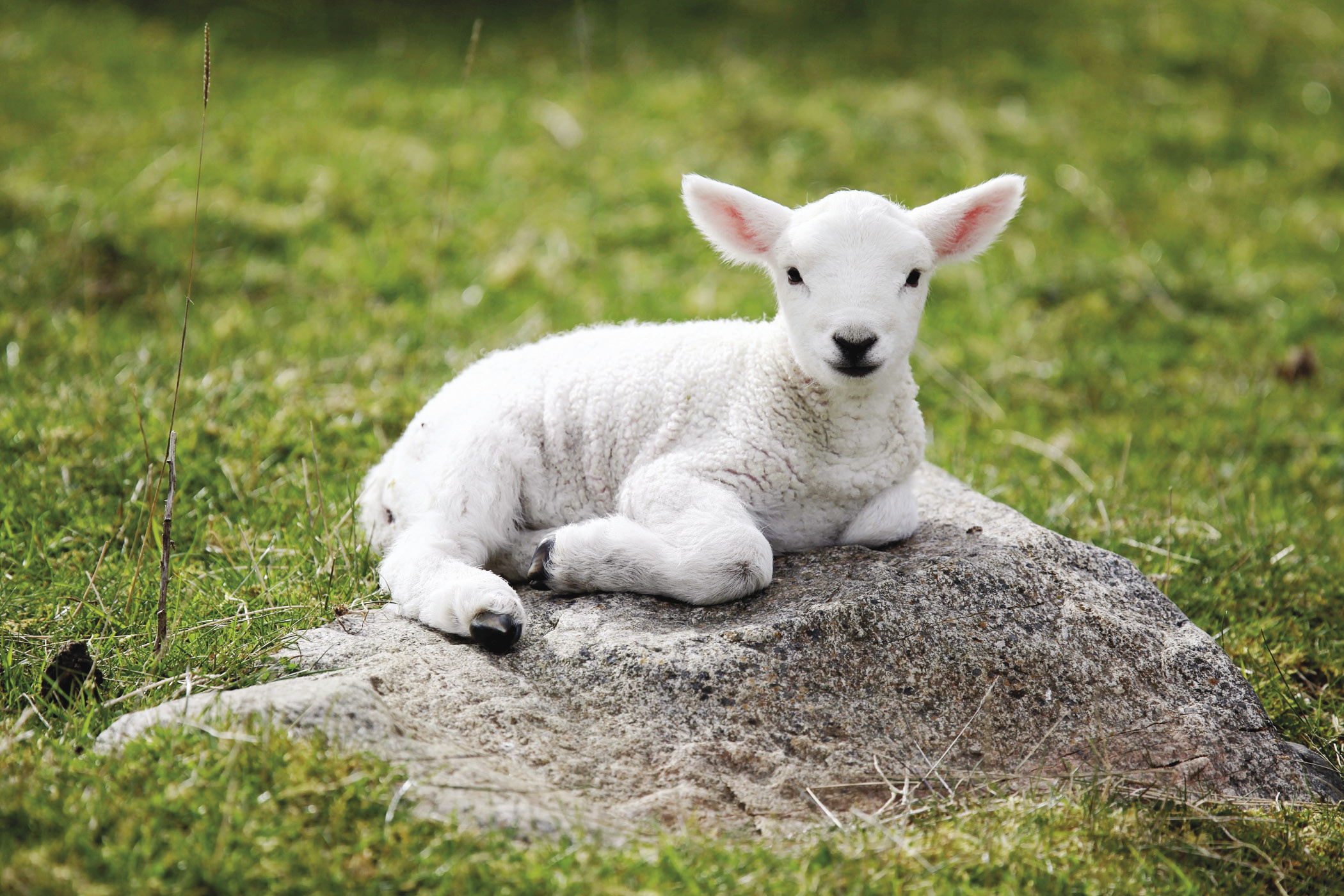 Cute sheep images, Free cliparts, Adorable wallpapers, Joyful illustrations, 2100x1400 HD Desktop