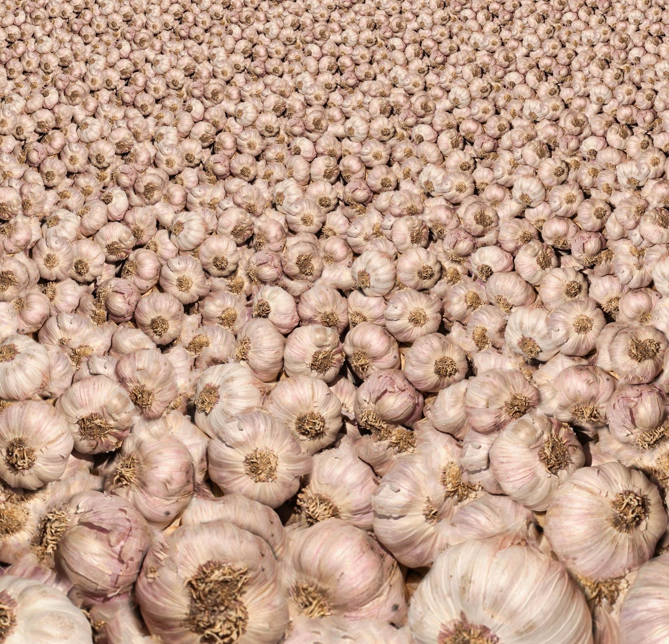 Bulbs, Garlic Wallpaper, 2200x2120 HD Desktop