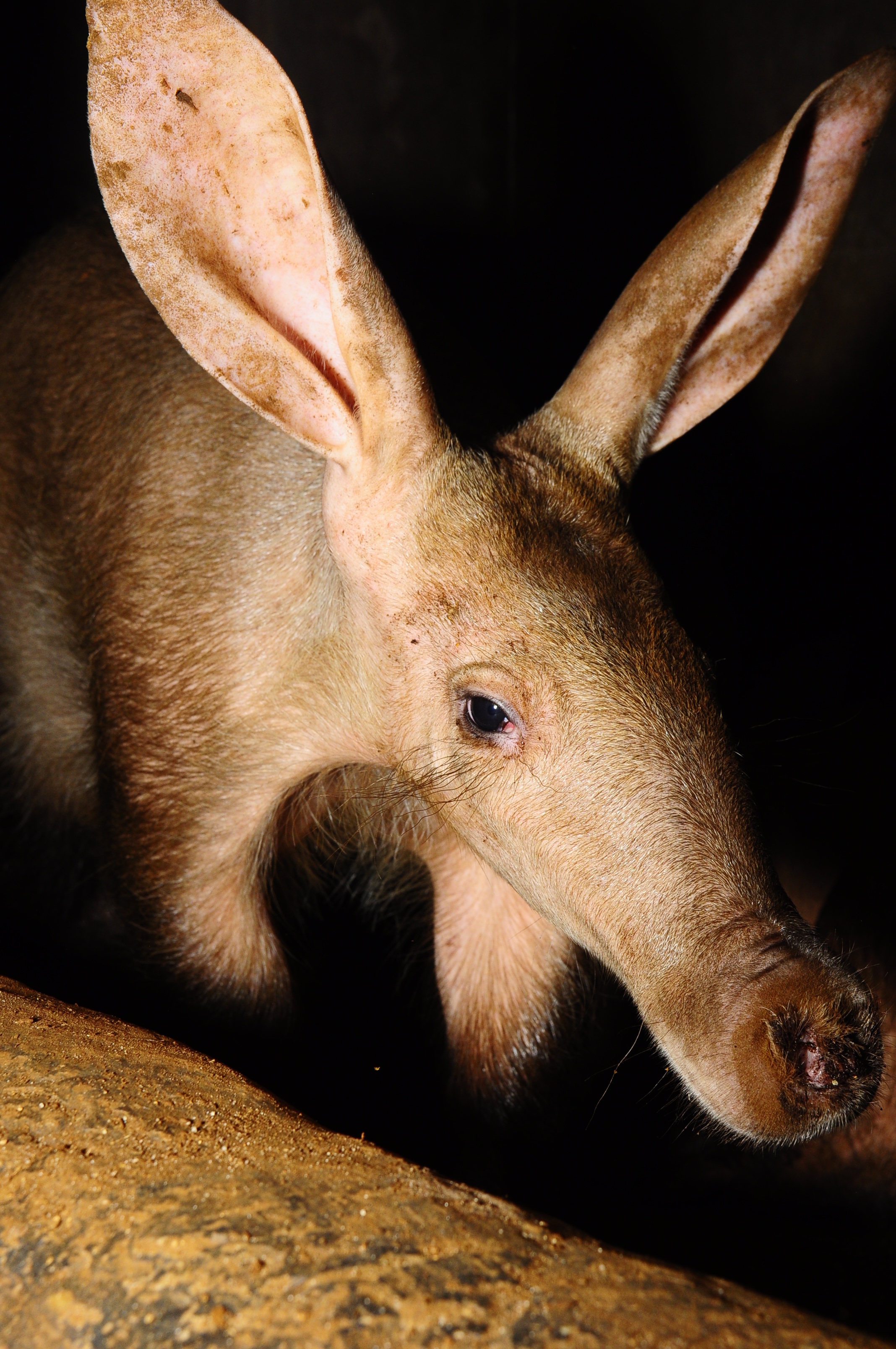 Aardvark, Image, Orycteropus afer, Unique, 2140x3220 HD Phone