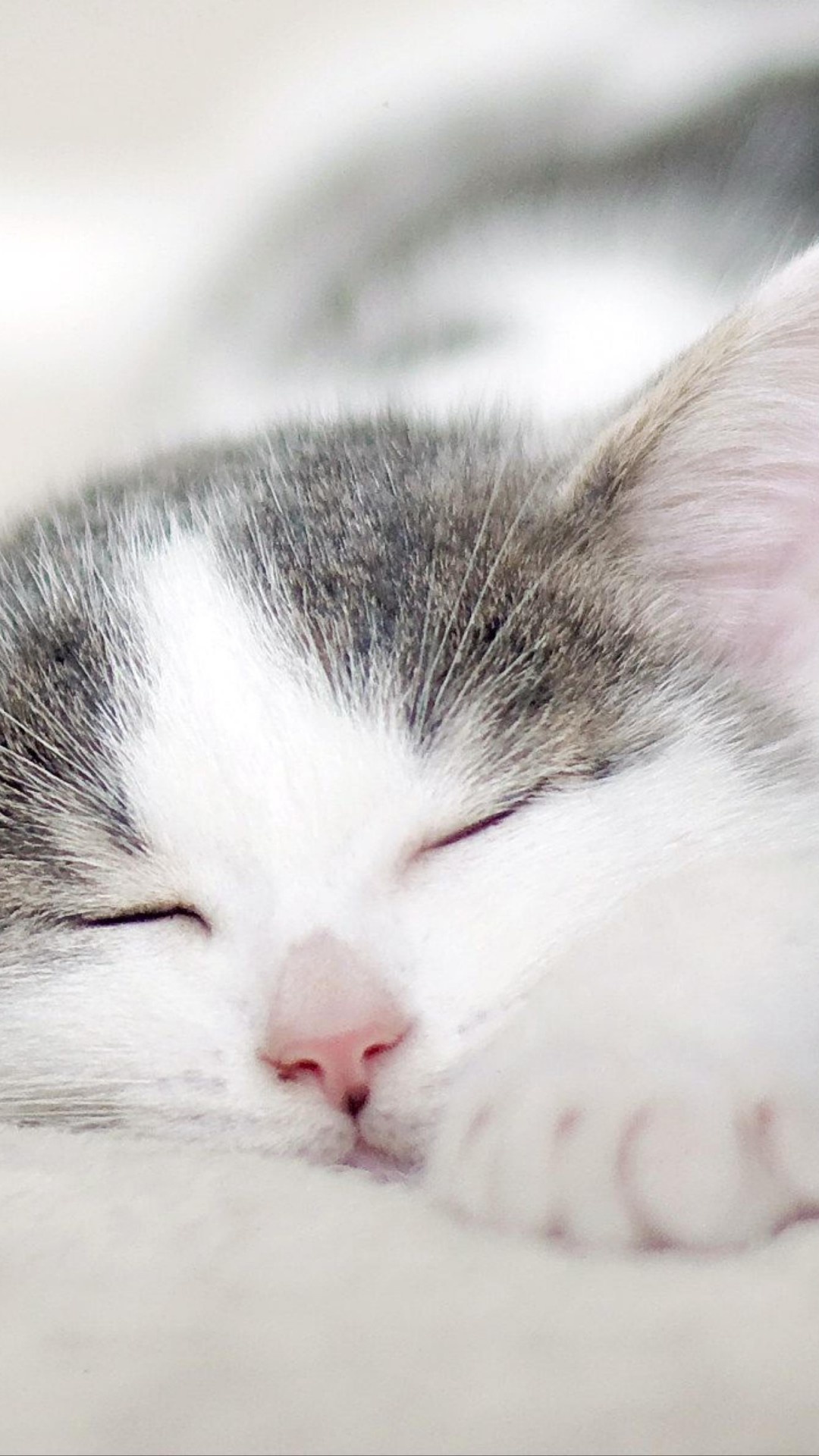 sleeping white tabby kitten, pink kitten nose, soft white blanket, Full HD Phone wallpaper