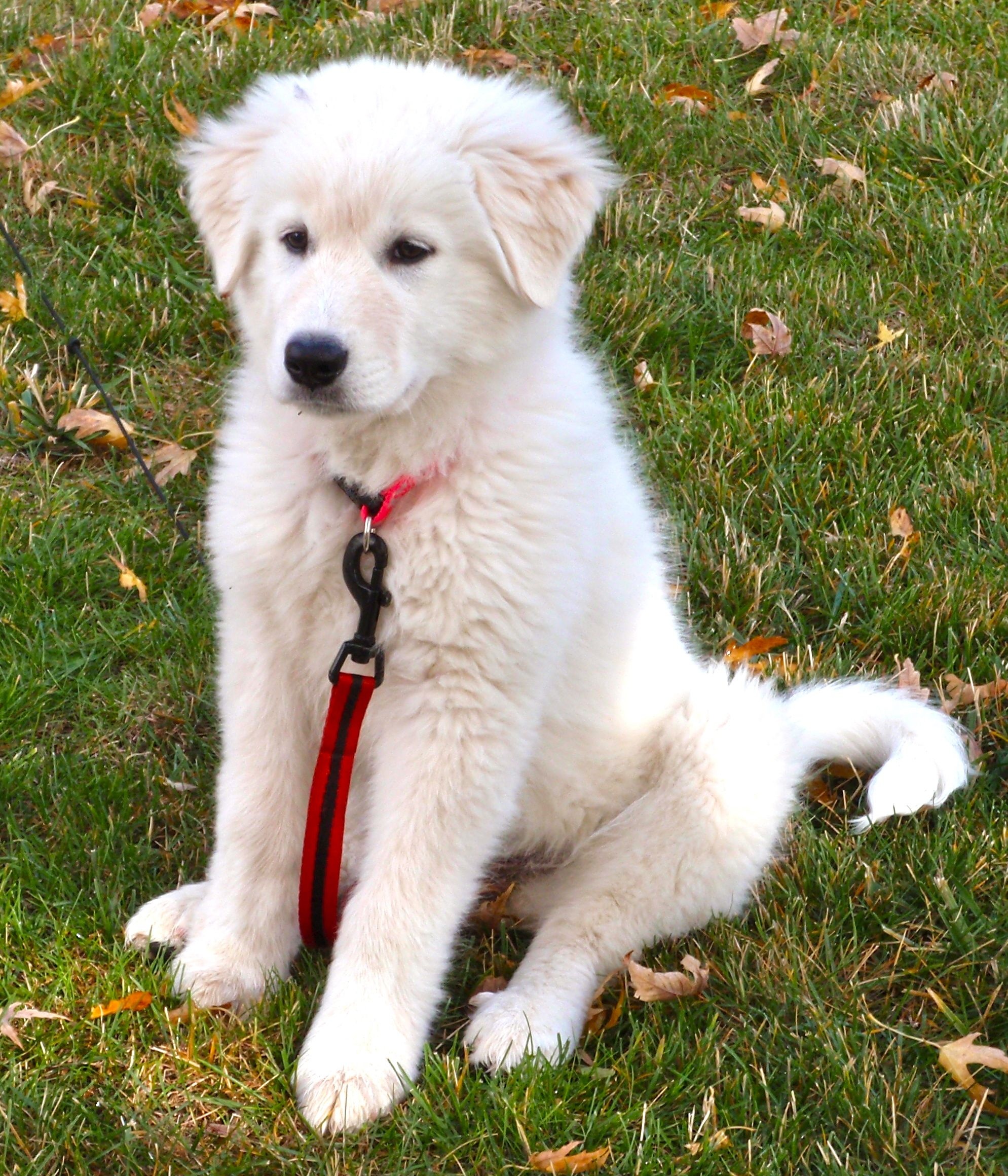 Akbash Dog, Akbash dog ideas, Akbash dog breeds, 1990x2320 HD Phone