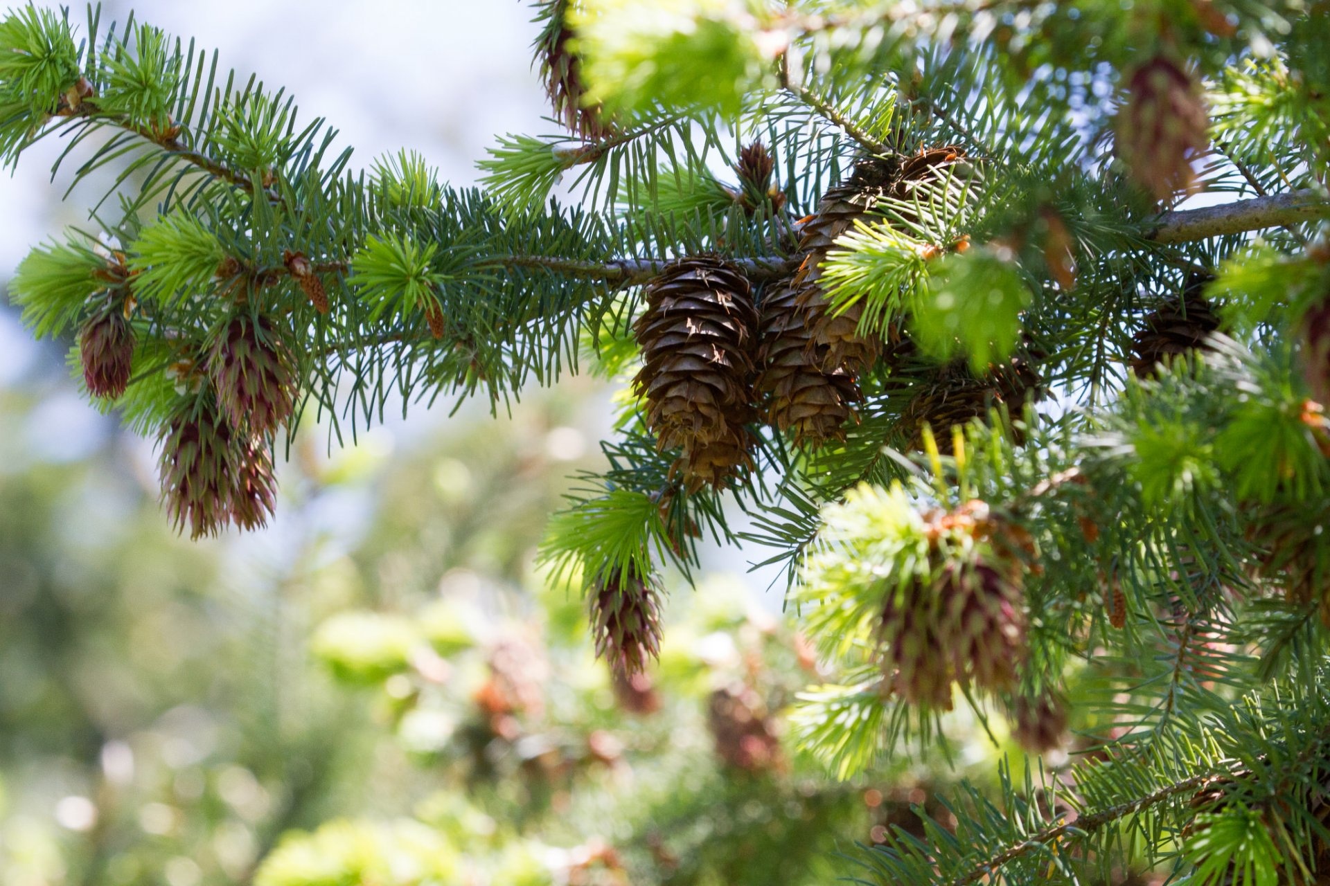 Detailed fir tree branch, Natural textures, Free pictures, Nature's elegance, 1920x1280 HD Desktop