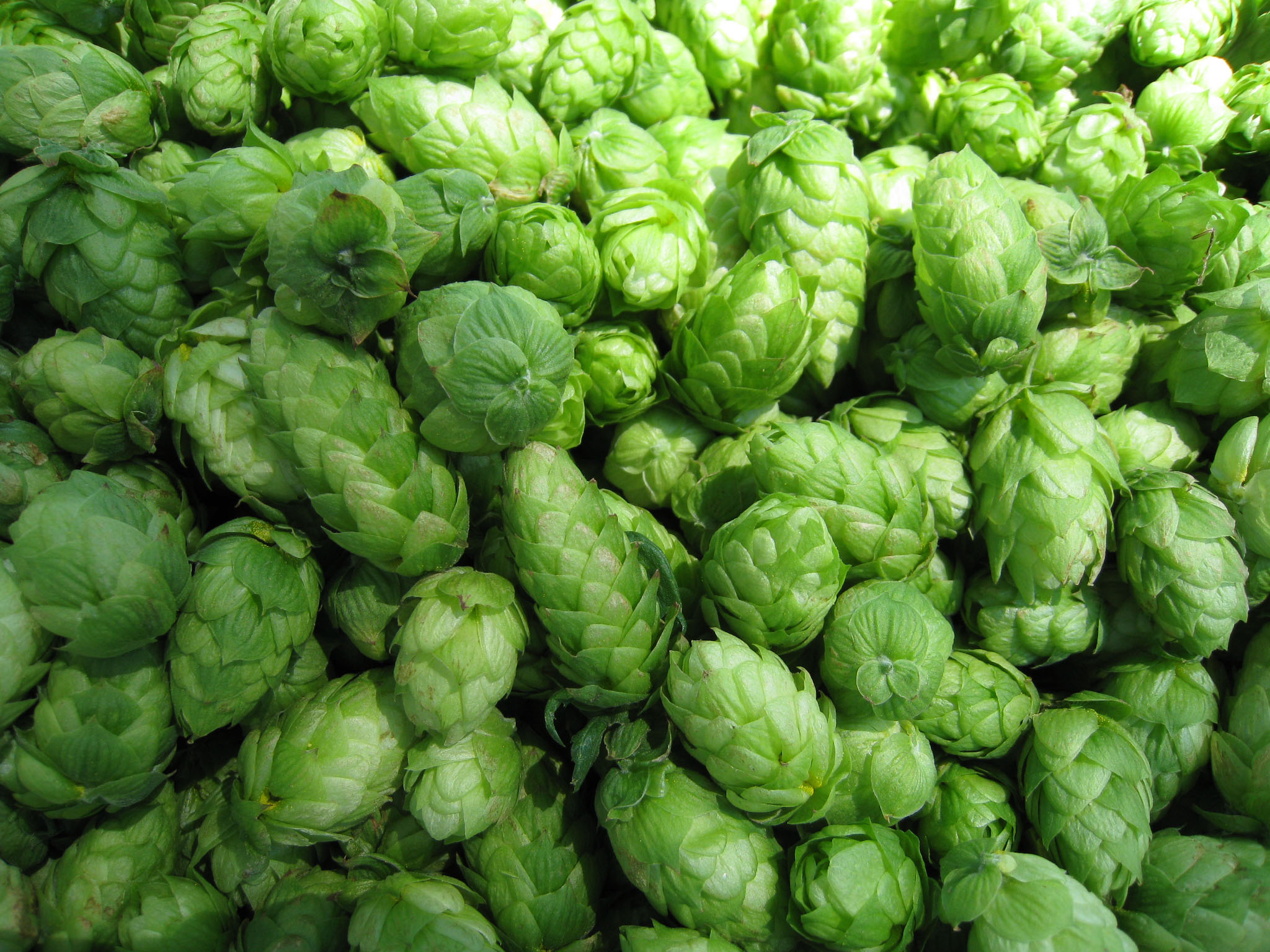 Beer hops wallpaper, Brewing culture, Hop enthusiasts, Hop art, 2050x1540 HD Desktop