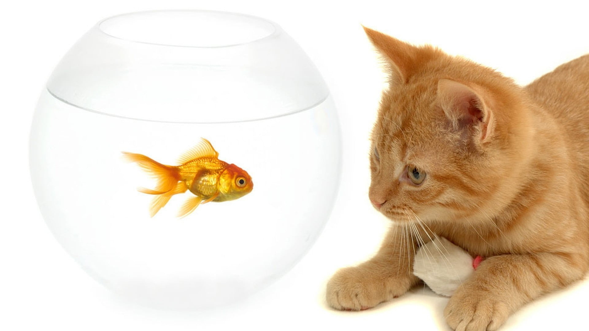 Cat watching fish, Fishbowl Wallpaper, 1920x1080 Full HD Desktop