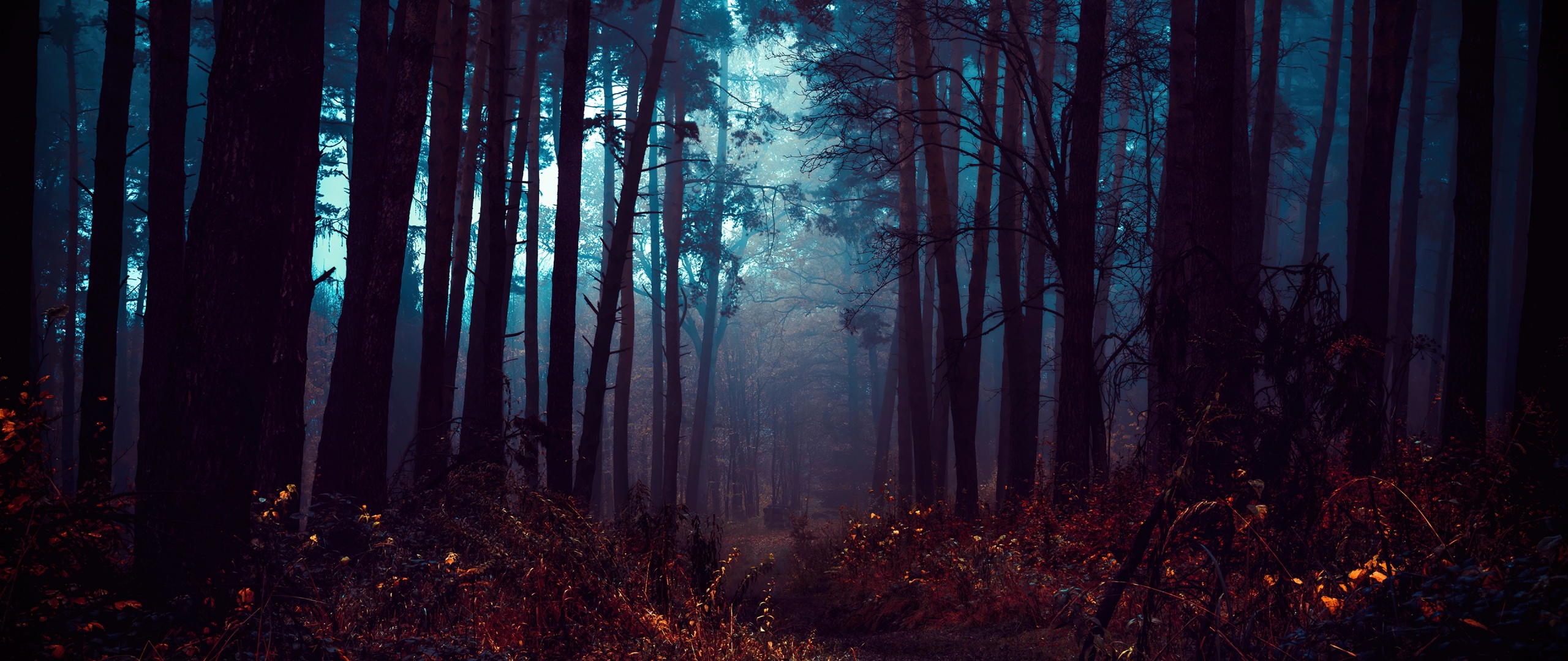 foggy pine forest path, glowing red underbrush, blue misty canopy, Dual Screen Desktop wallpaper