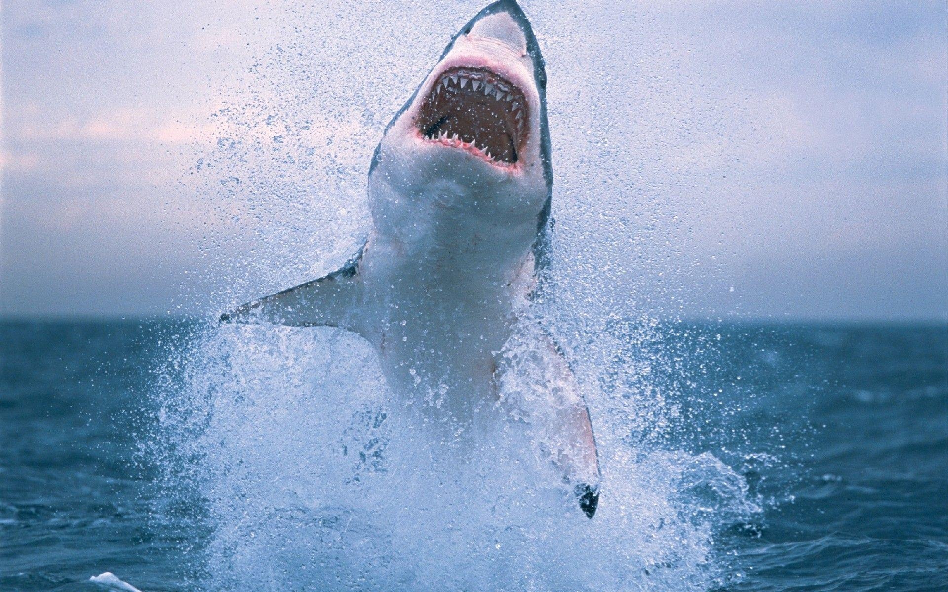 Breach, Great White Sharks Wallpaper, 1920x1200 HD Desktop