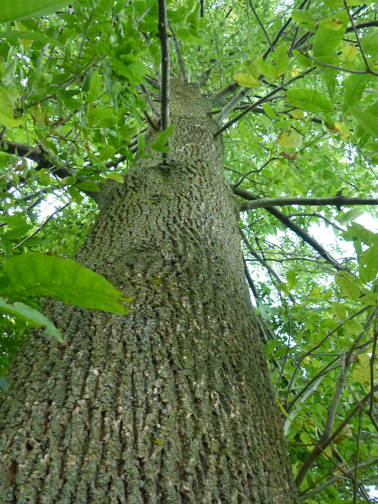 Ash tree wallpaper, Nature-inspired, High resolution, Desktop and mobile, 1540x2050 HD Phone