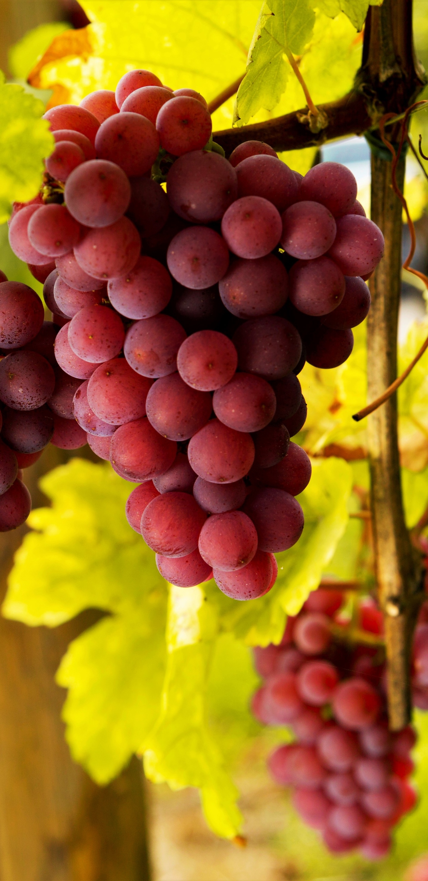 Delicious food, Tempting grapes, Fresh fruit, Mouth-watering, 1440x2960 HD Phone