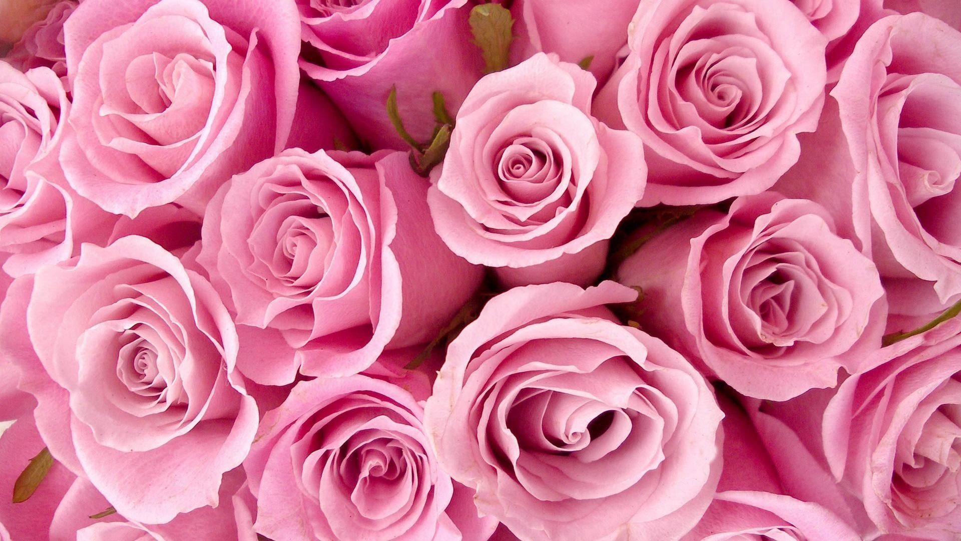 Blooming pink roses, Layered rose petals, Fresh floral bouquet, Full HD Desktop wallpaper