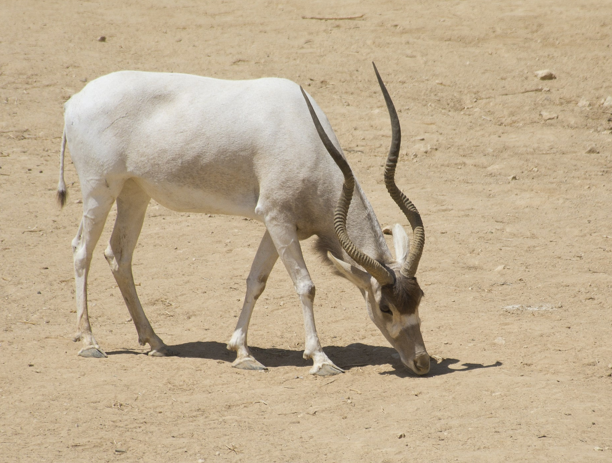 Fiche descriptive complte, Instinct animal, Descriptive avec photos, Addax, 2050x1550 HD Desktop