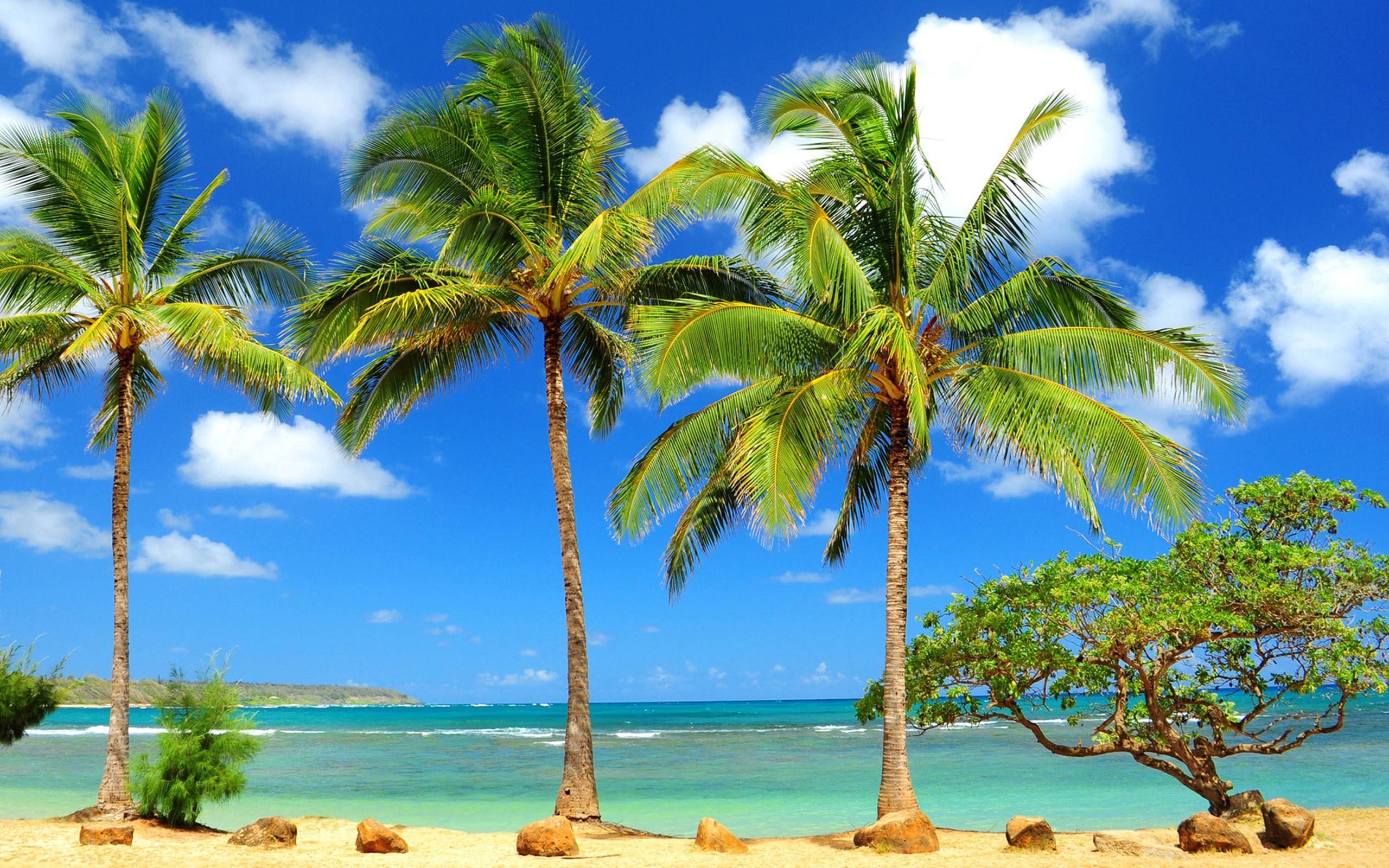 Coconut palm trees, Tropical sandy beach shoreline, Turquoise ocean waters, HD Desktop wallpaper