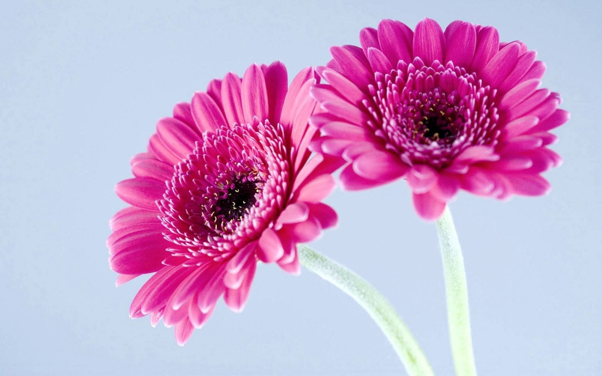 Gerbera Daisy, Purple wallpaper HD, Gerbera daisy, Daisy wallpaper, 1920x1200 HD Desktop