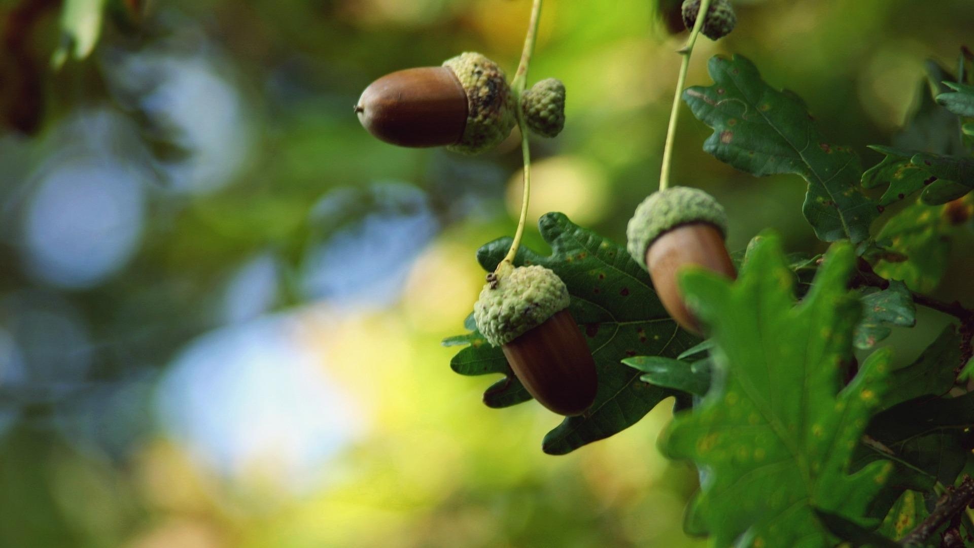 Acorns HD, Desktop wallpaper, Widescreen high definition, Fullscreen, 1920x1080 Full HD Desktop