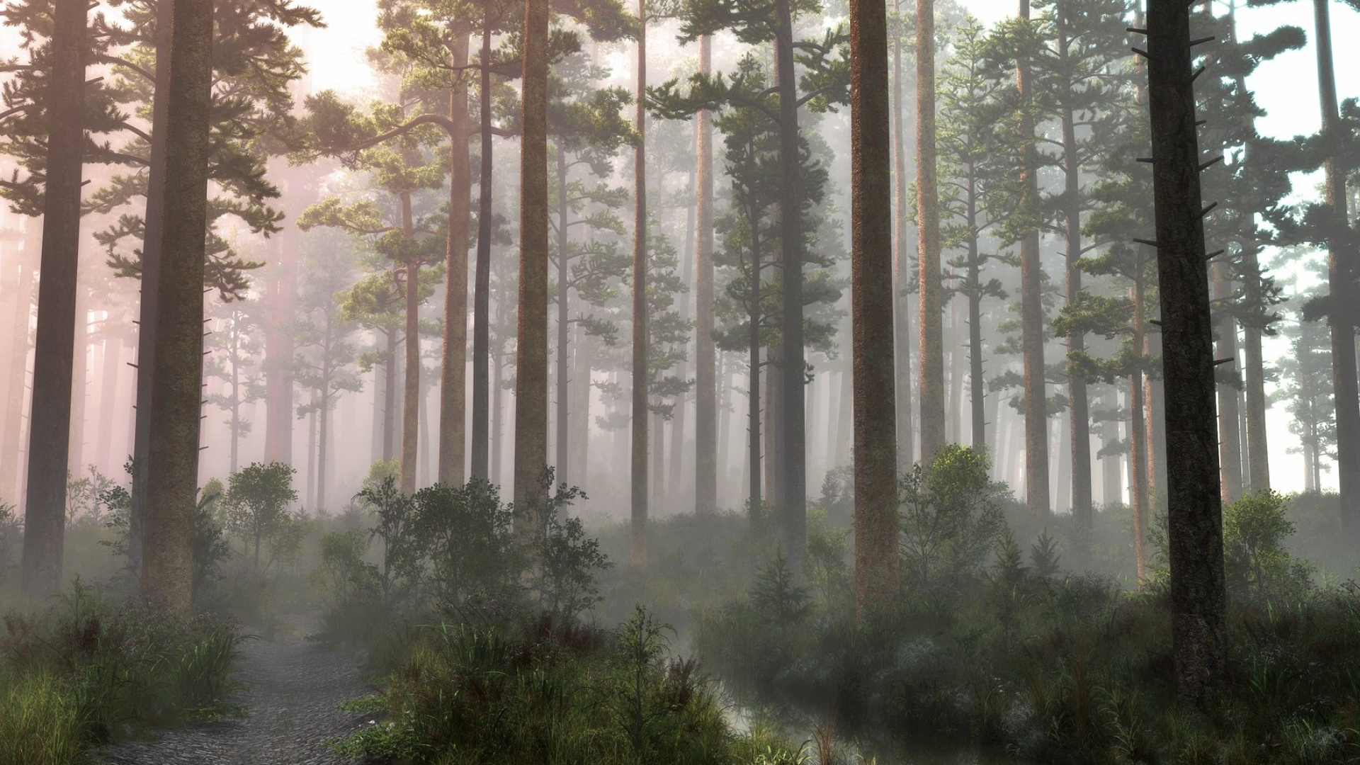 foggy pine tree forest, mossy forest dirt path, morning sunlight through mist, Full HD Desktop wallpaper