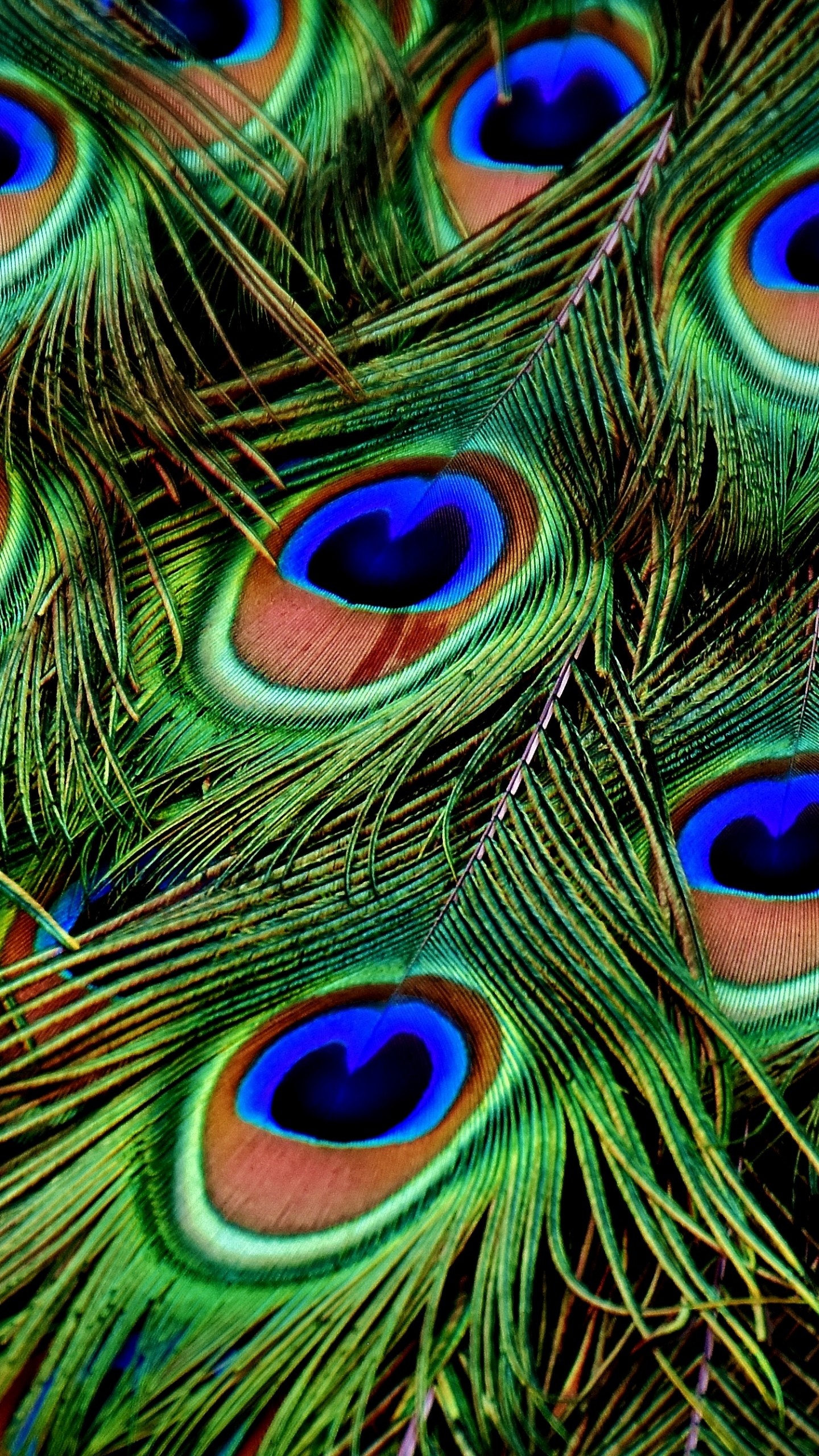 Indian peafowl plumage, Iridescent peacock feathers, Ocelli eye spots, HD Phone wallpaper