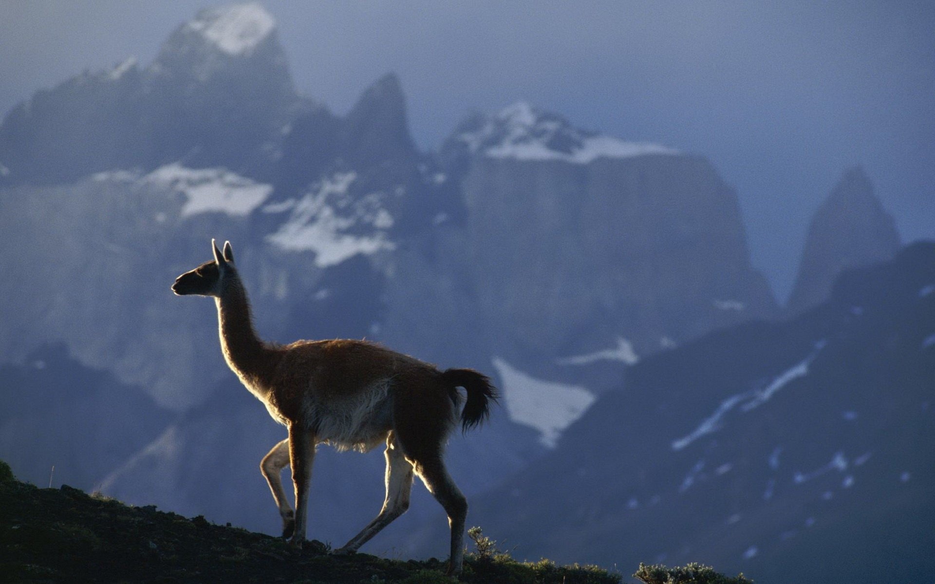 High-definition llama wallpapers, Beautiful llama scenery, Llama wonder, Llama art, 1920x1200 HD Desktop