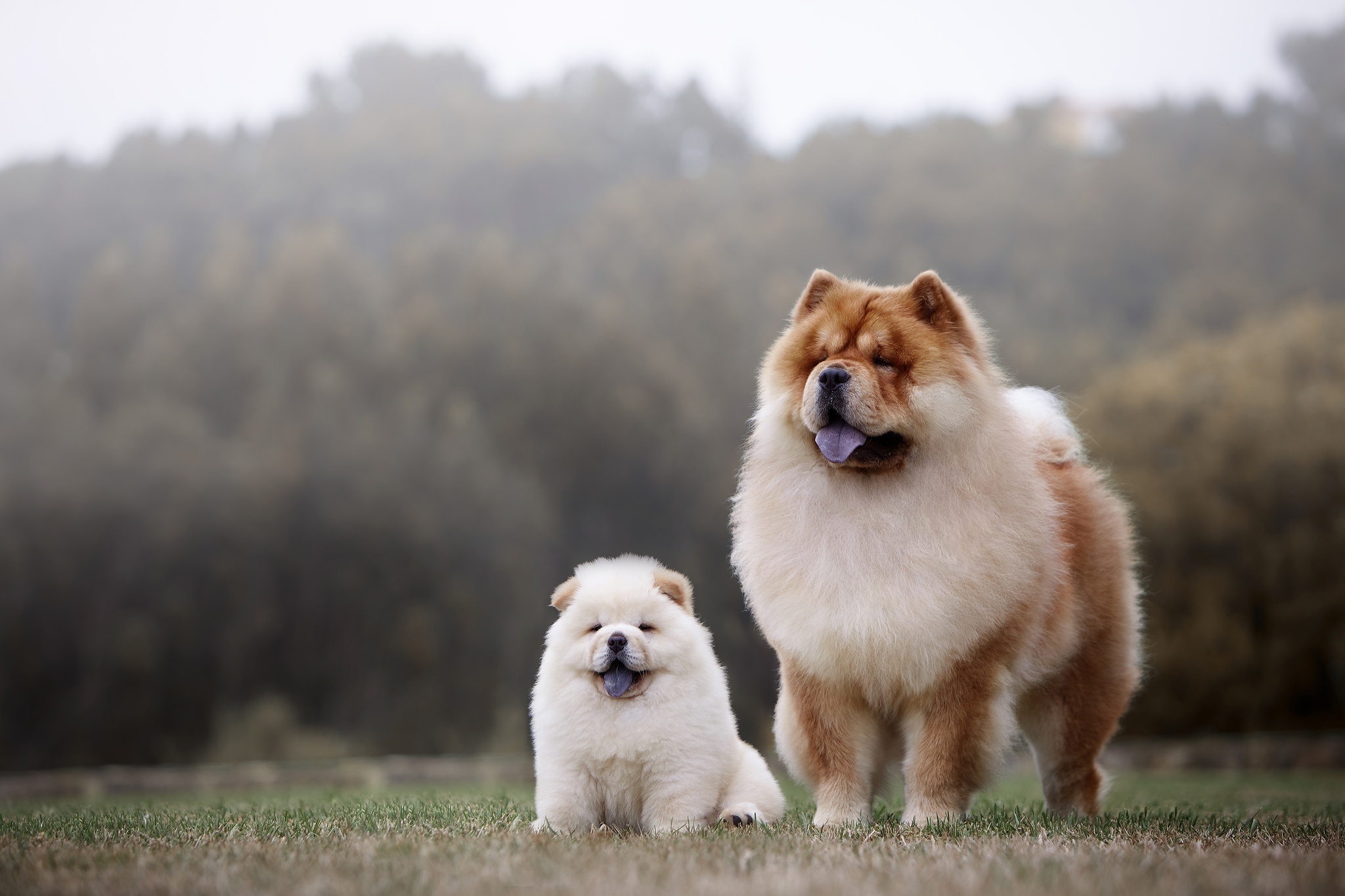 Mother and baby, Chow Chow Wallpaper, 2050x1370 HD Desktop