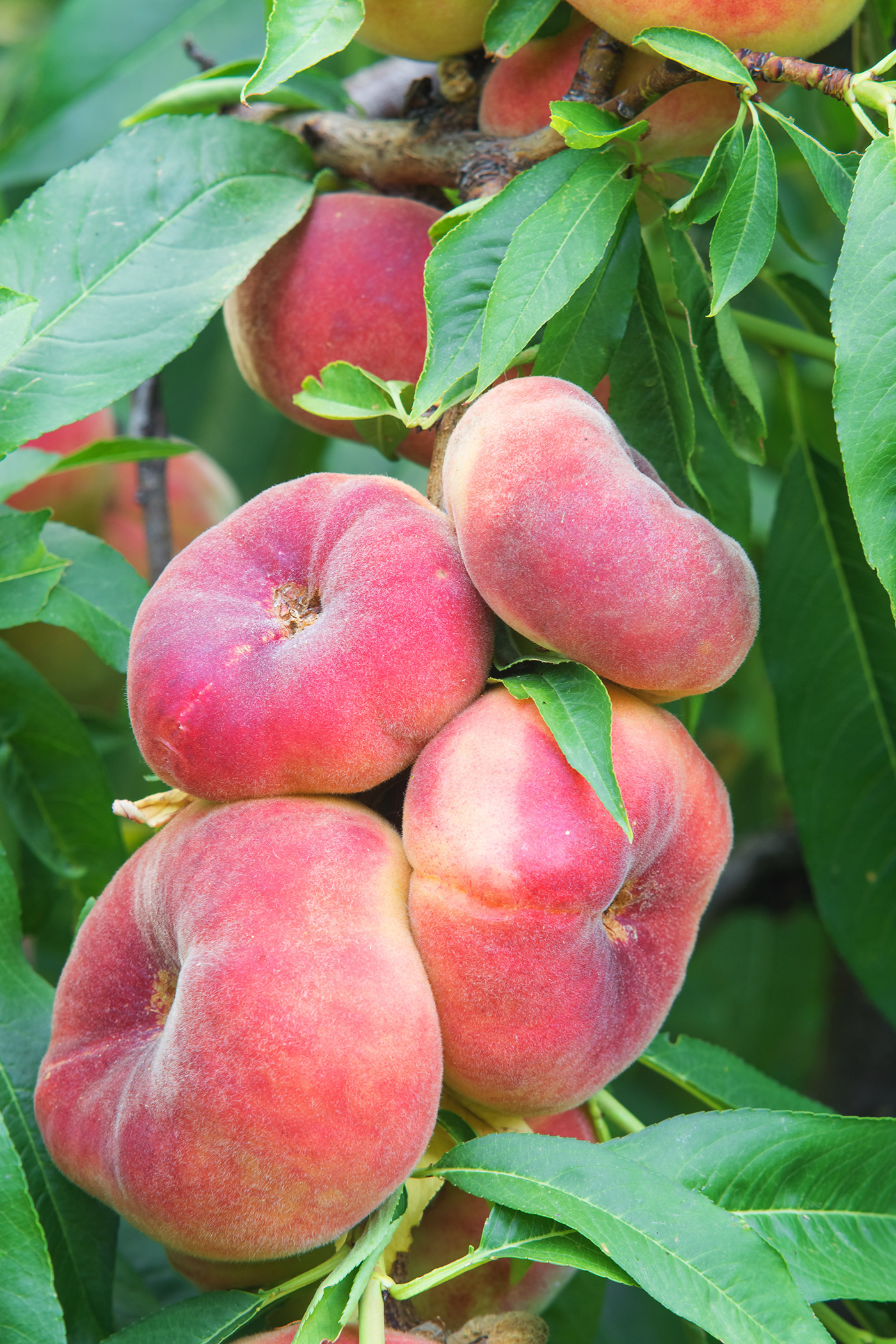 Angel peach plant, Native Australian fruit, Botanical classification, Exquisite beauty, 1400x2100 HD Phone