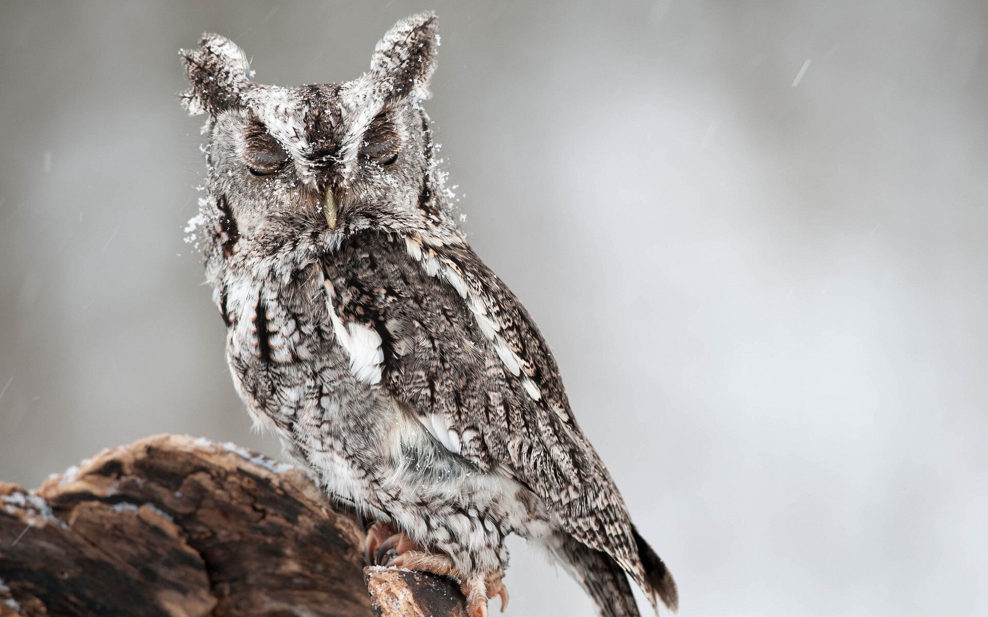 Owl in 4k, Captivating details, Nature's beauty, High definition wallpaper, 1920x1200 HD Desktop