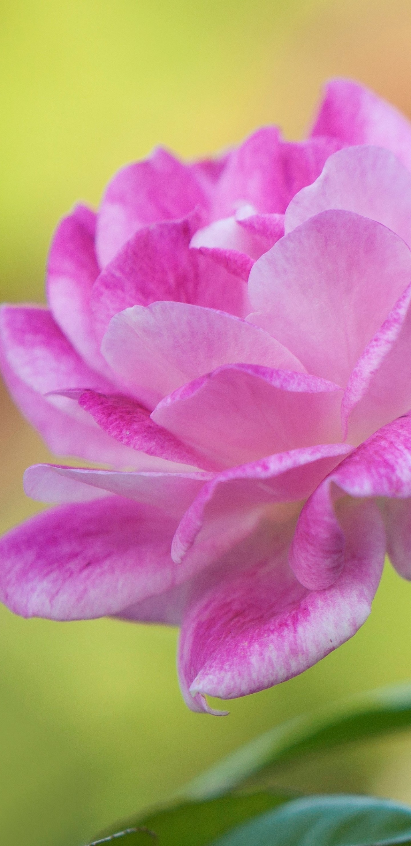 Pink rose petals, Layered flower bloom, Soft green bokeh, HD Phone wallpaper