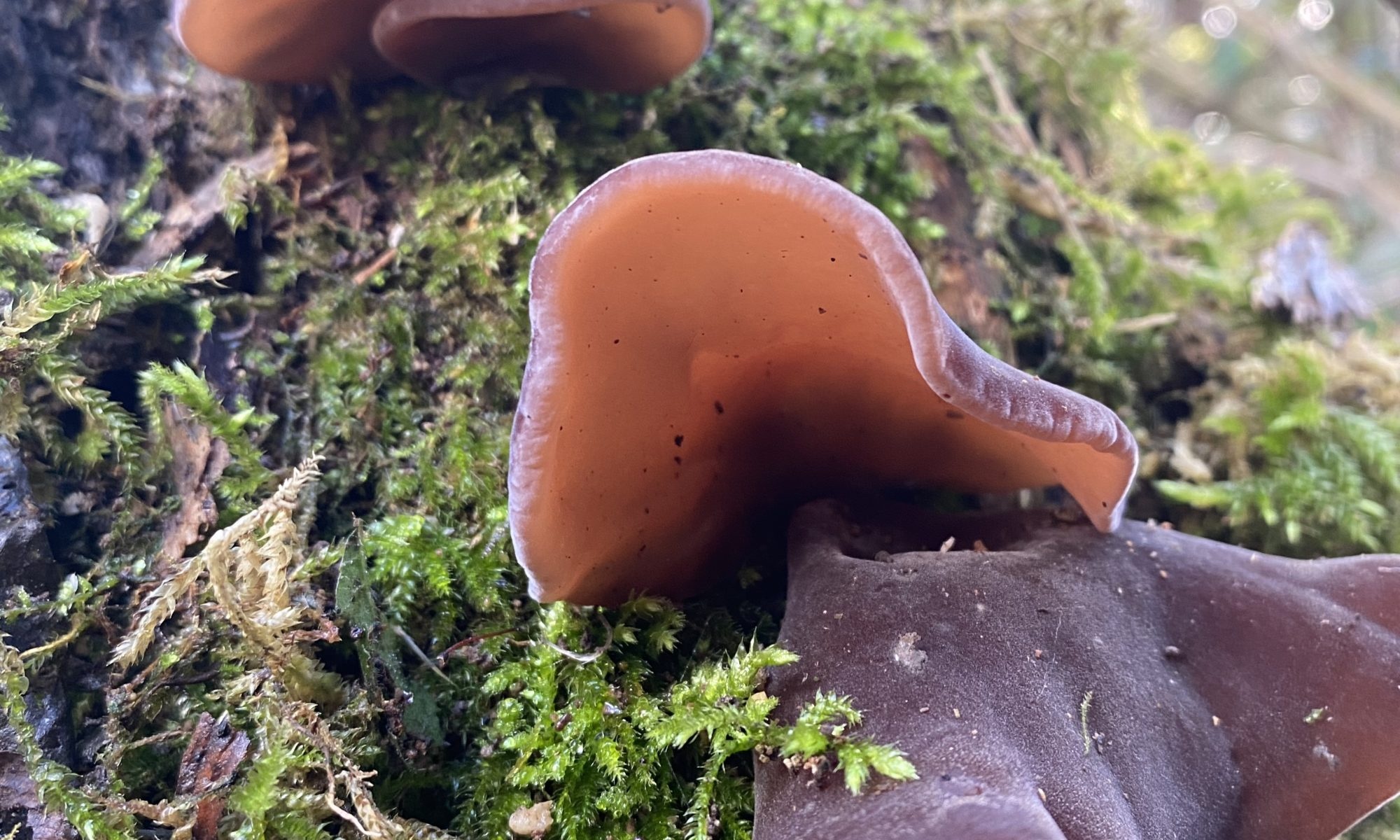 Medicinal mushrooms, Hips & Haws wildcrafts, Food, 2000x1200 HD Desktop