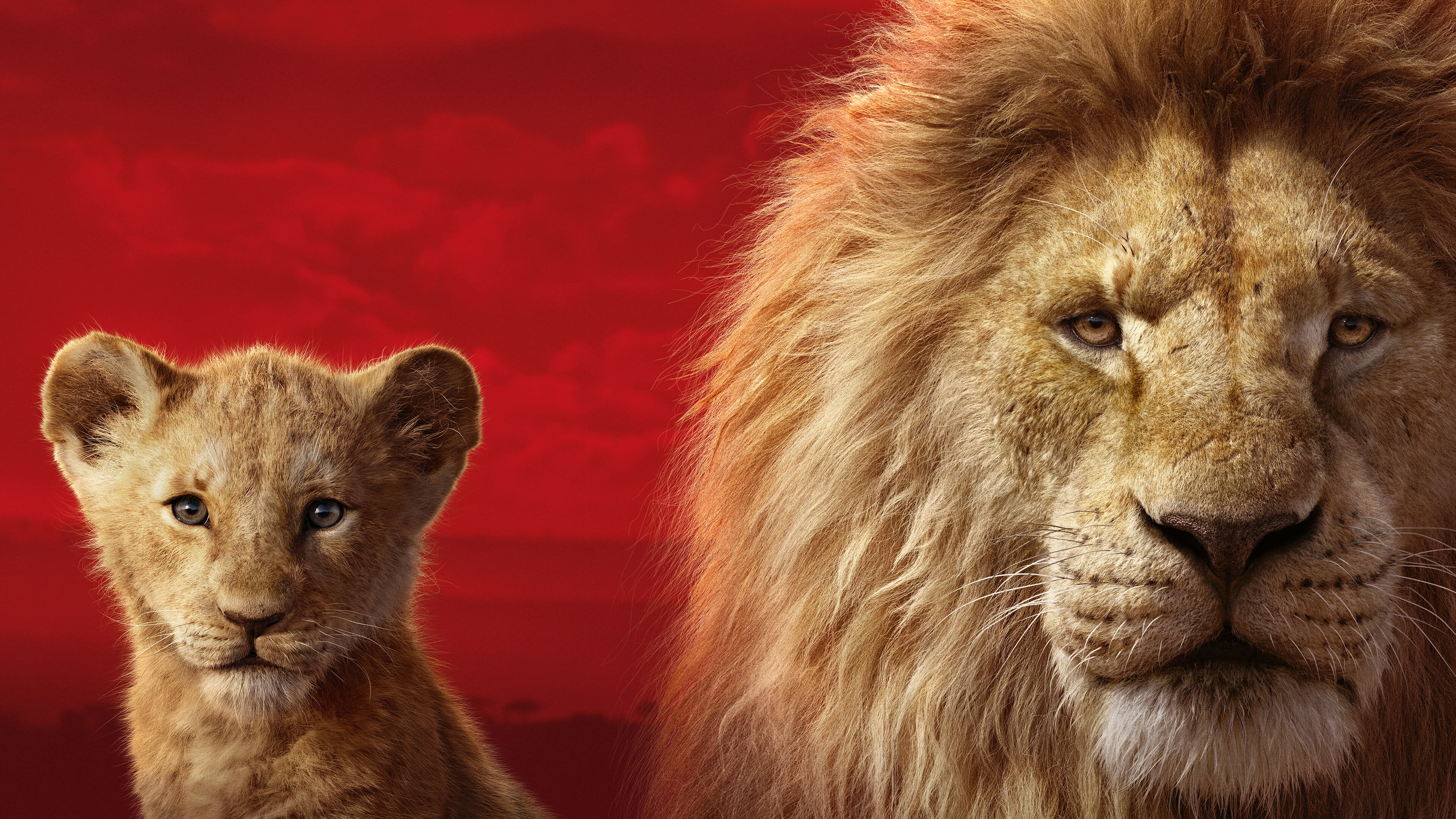 Lion King 2019, Simba, Mufasa, 3840x2160 4K Desktop