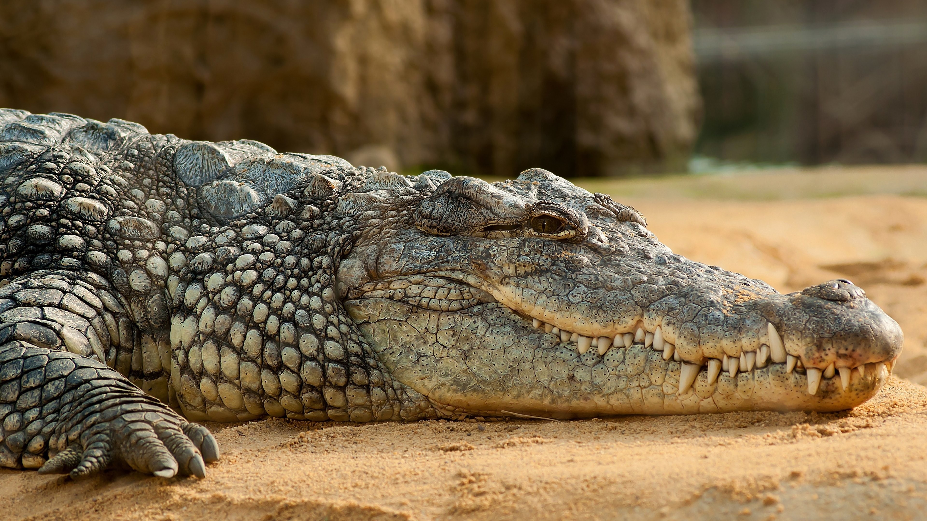 Crocodile wallpapers, Jaw-dropping beauty, Reptilian grace, Powerful predator, 3840x2160 4K Desktop