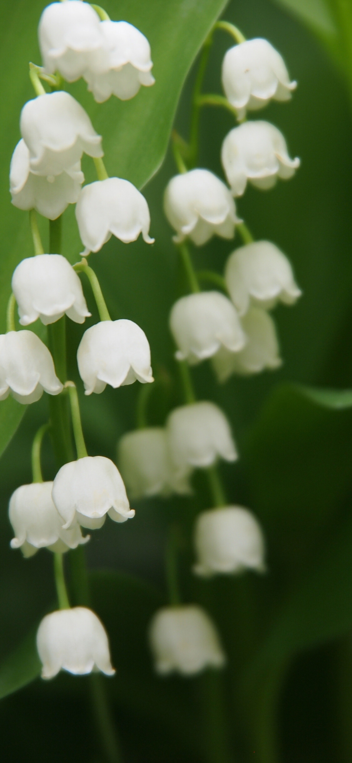 Bellflowers, Nature's beauty, White blooms, iPhone wallpaper, 1130x2440 HD Phone