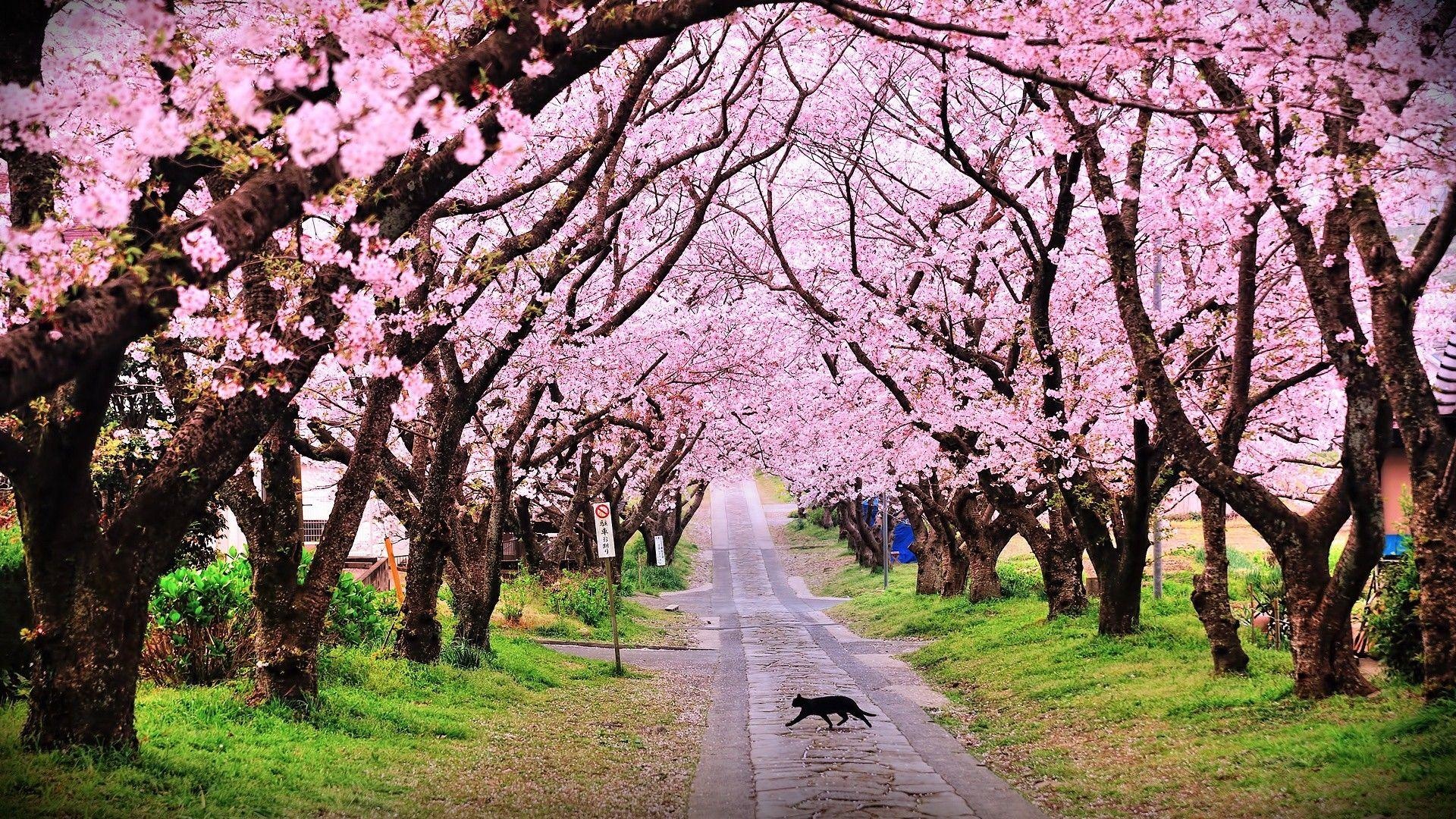 Blooming cherry blossom canopy, Black cat crossing path, Paved stone pathway, Full HD Desktop wallpaper