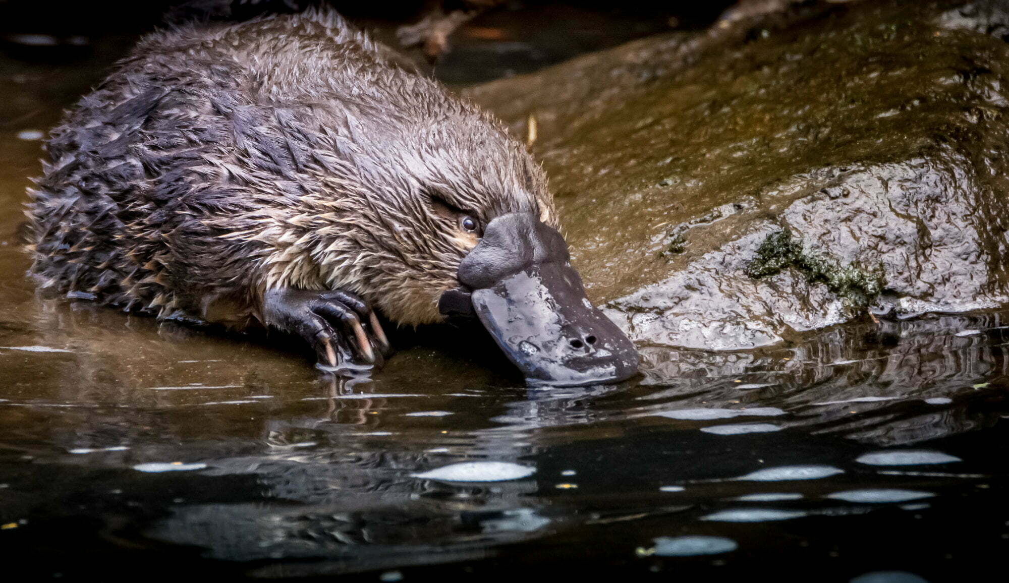 Platypus, Conservation guide, Thriving habitats, Rivers of Carbon, 2000x1160 HD Desktop