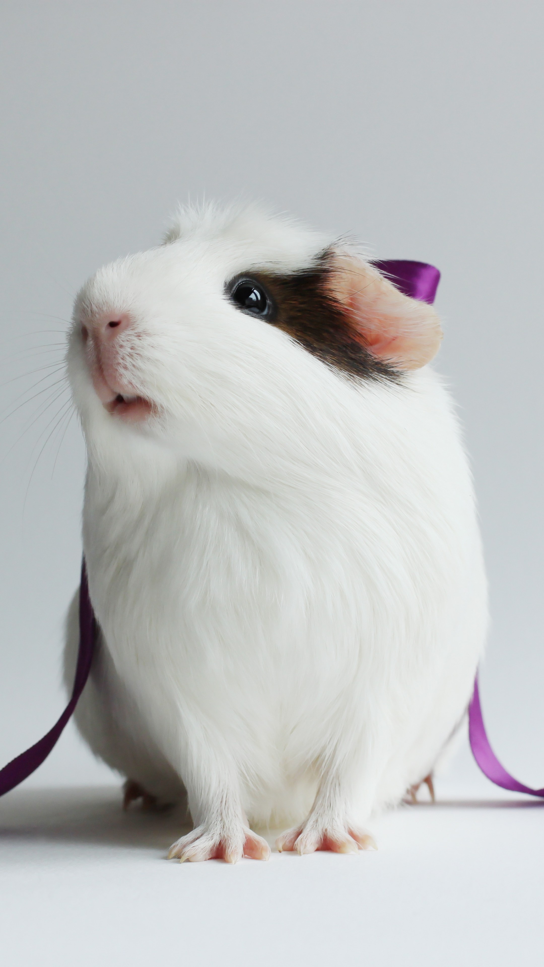 American Guinea Pig, Guinea Pigs Wallpaper, 2160x3840 4K Phone