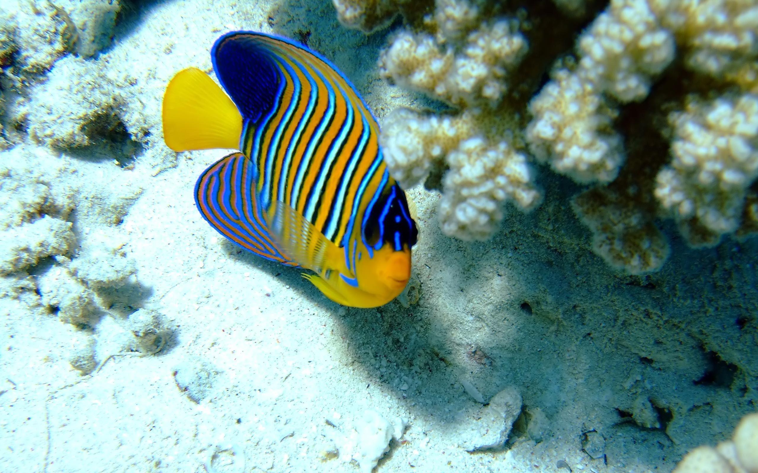 Royal angelfish, Acropora coral branch, White coral sand, HD Desktop wallpaper