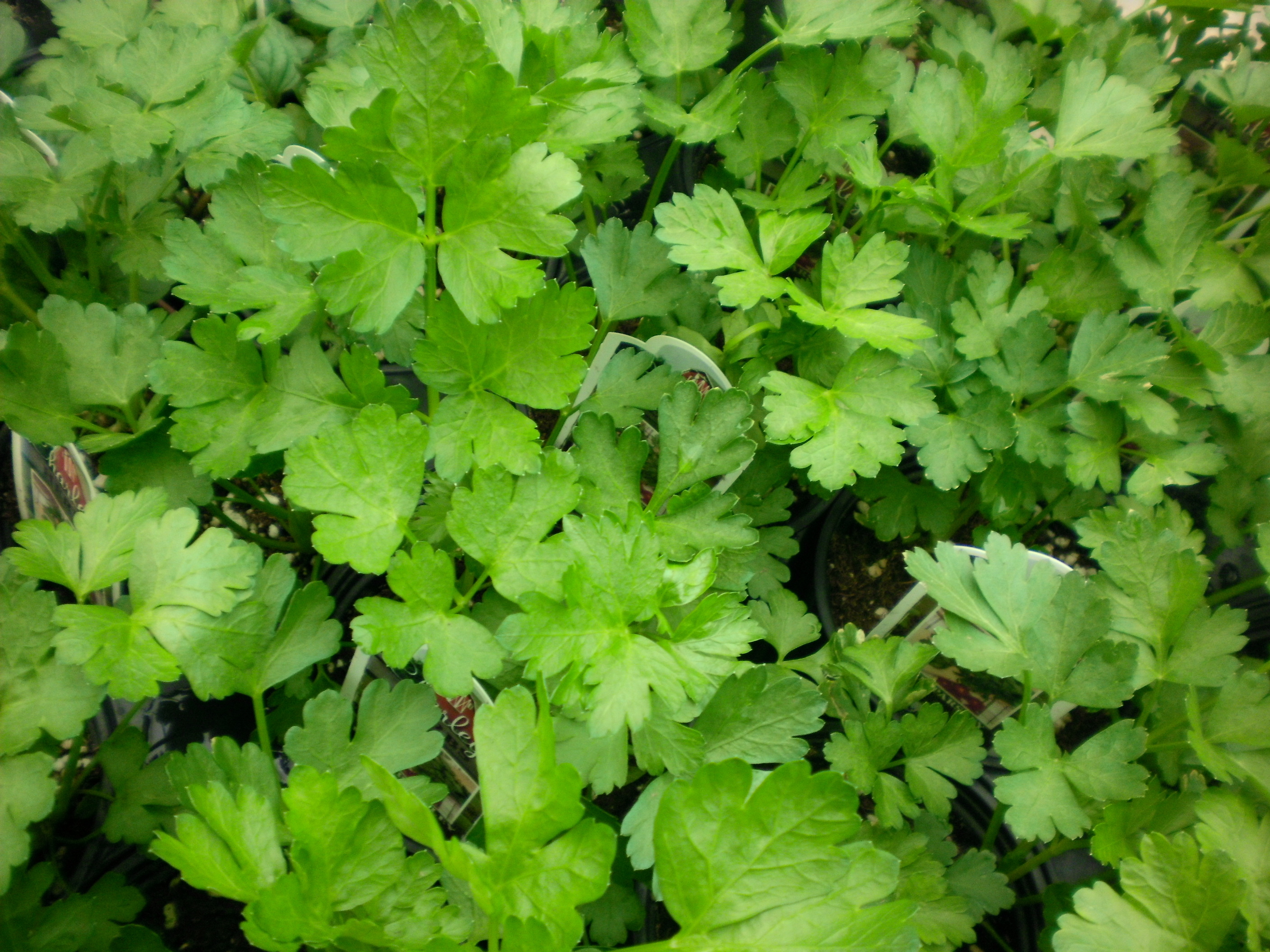 Parsley herb, Fresh and fragrant, Culinary delight, Versatile ingredient, 2820x2120 HD Desktop