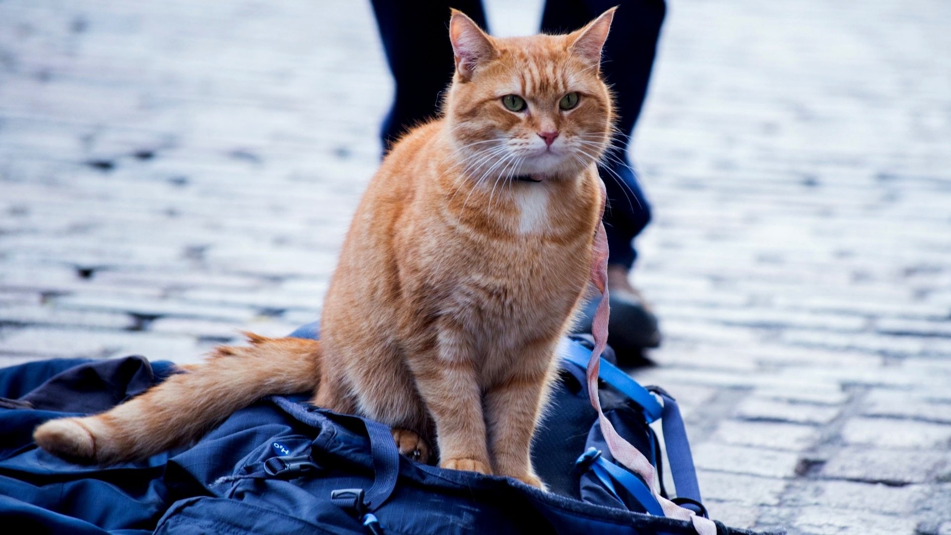 A Street Cat Named Bob, Movies, HD wallpapers, Backgrounds, 1920x1080 Full HD Desktop