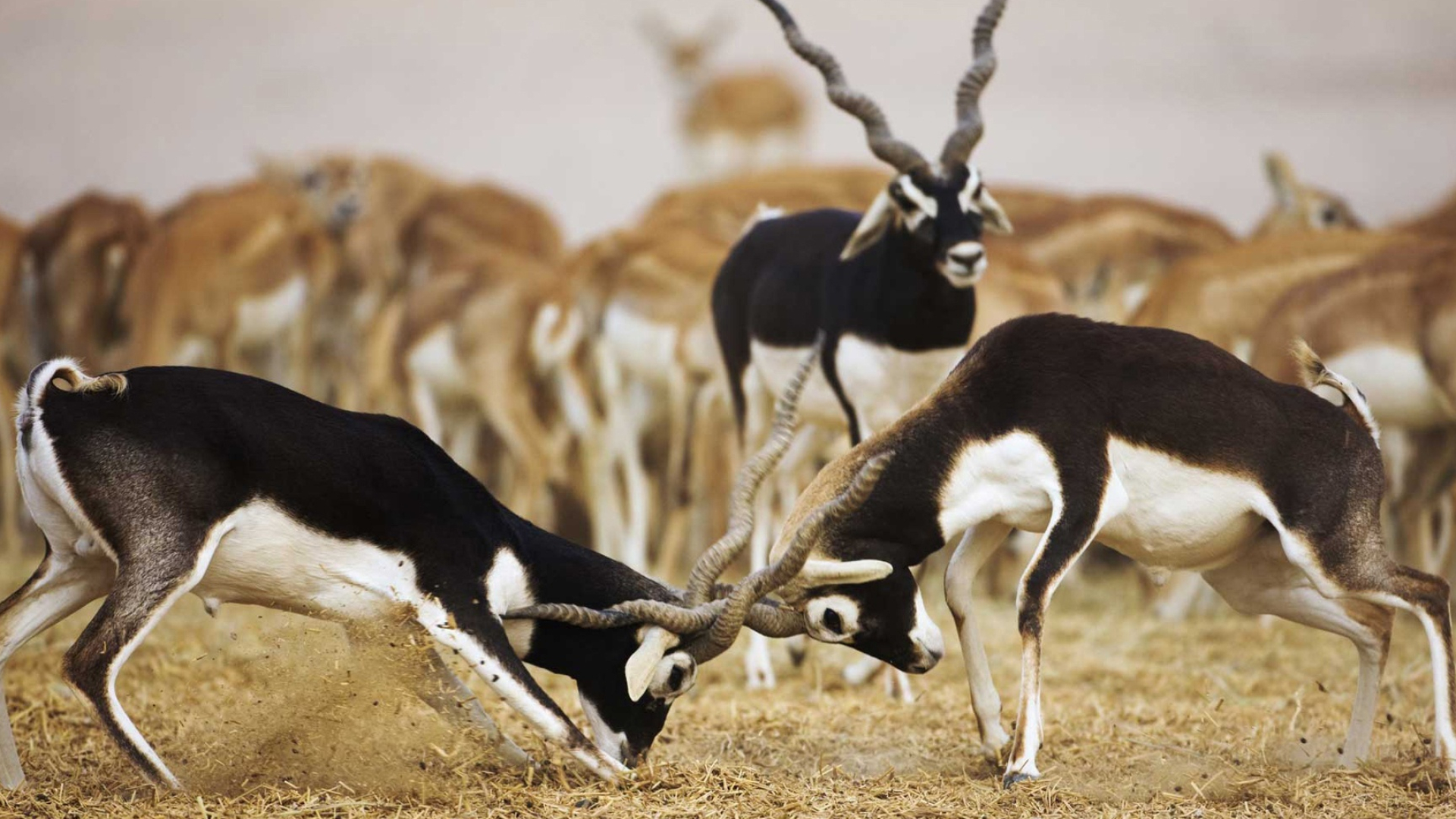 Antelope wallpaper, Nature's beauty, Serene landscape, Wildlife photography, 1920x1080 Full HD Desktop