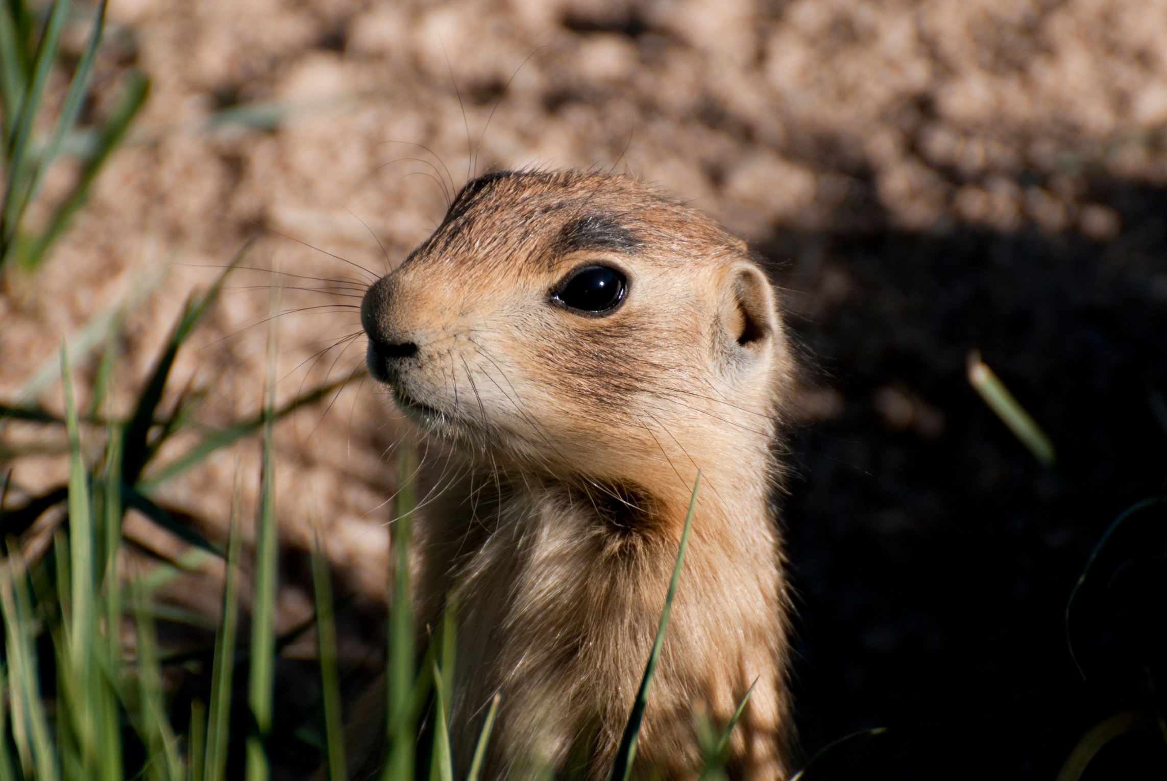 Utah Prairie Dog, Conservation efforts, Protecting species, Wildlife conservation, 2290x1540 HD Desktop