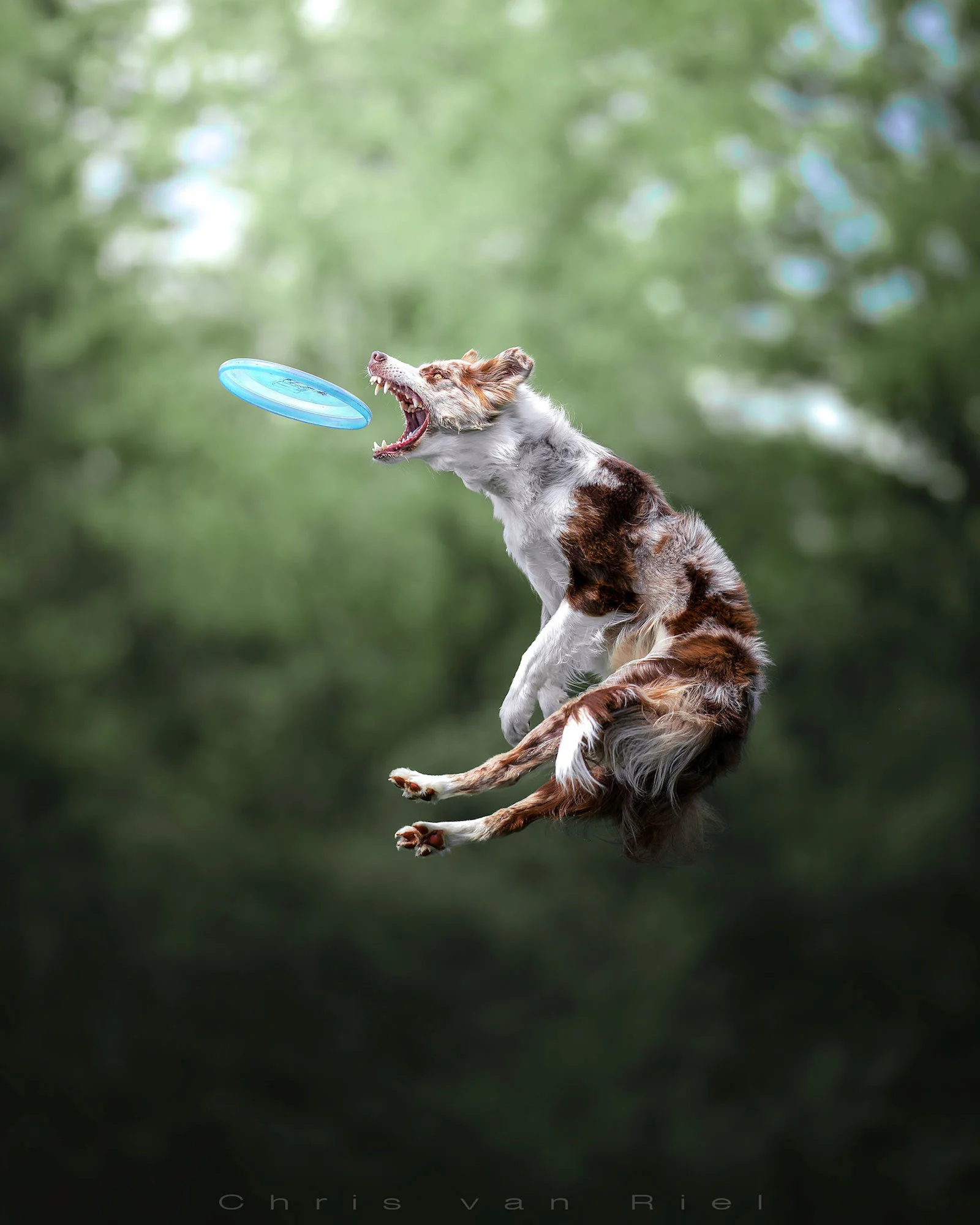 Dog sports, Alpha profile spotlight, Dog disc sport, Fast camera, 1600x2000 HD Phone
