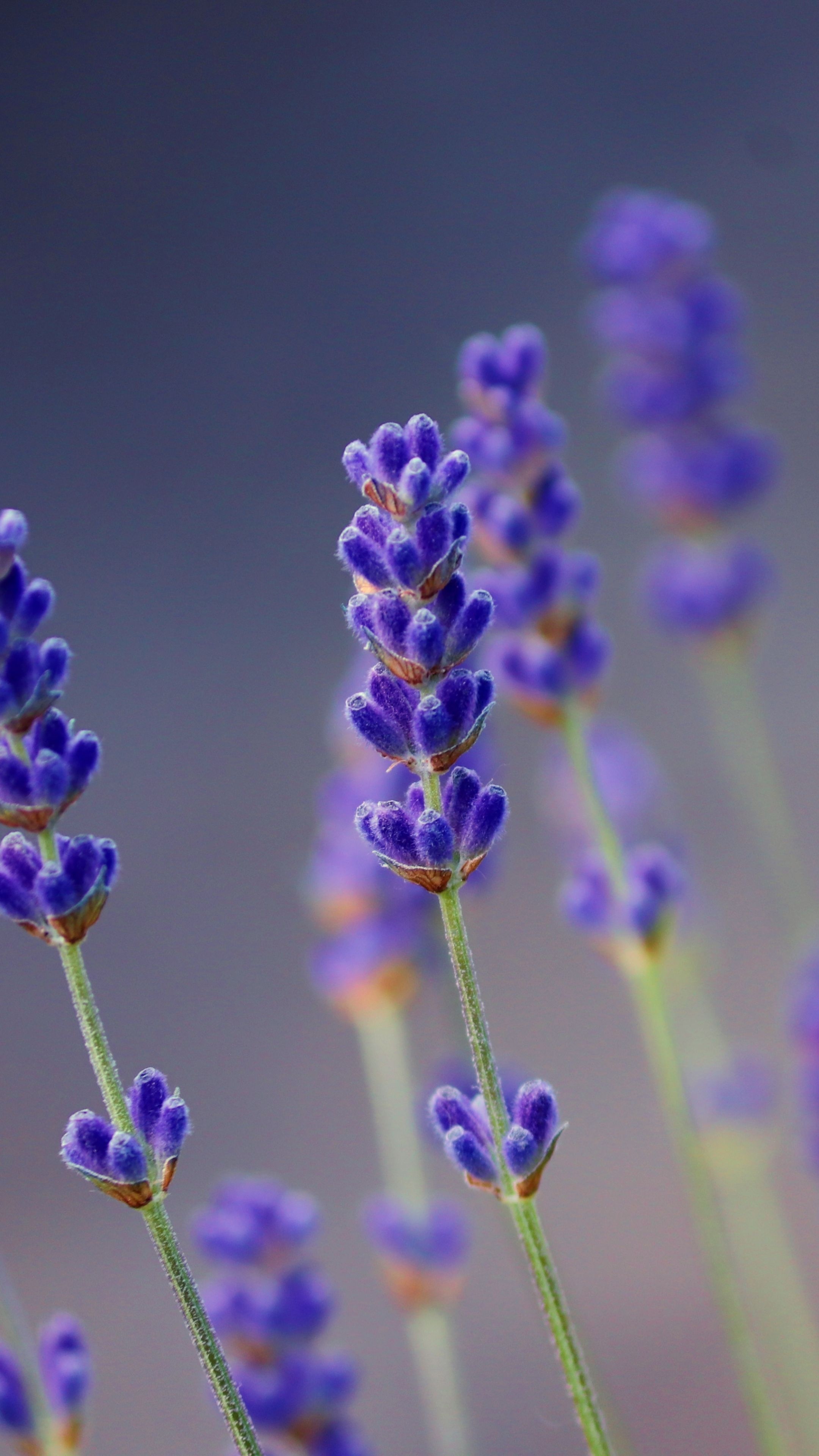 Flowers wallpapers, Colorful beauty, 2160x3840 4K Phone