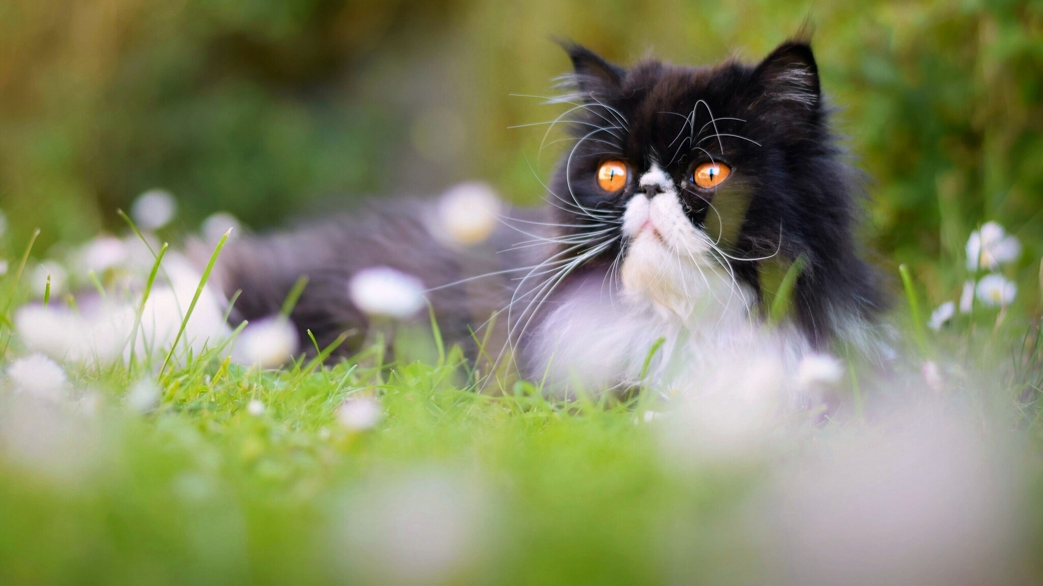 Outdoors, Persian Cats Wallpaper, 2050x1160 HD Desktop