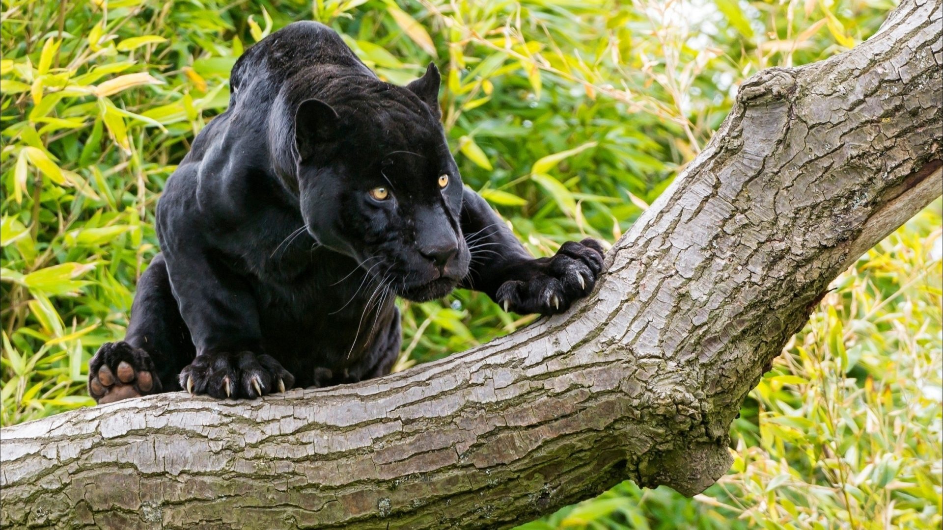 Black panther, Jungle Animal Wallpaper, 1920x1080 Full HD Desktop