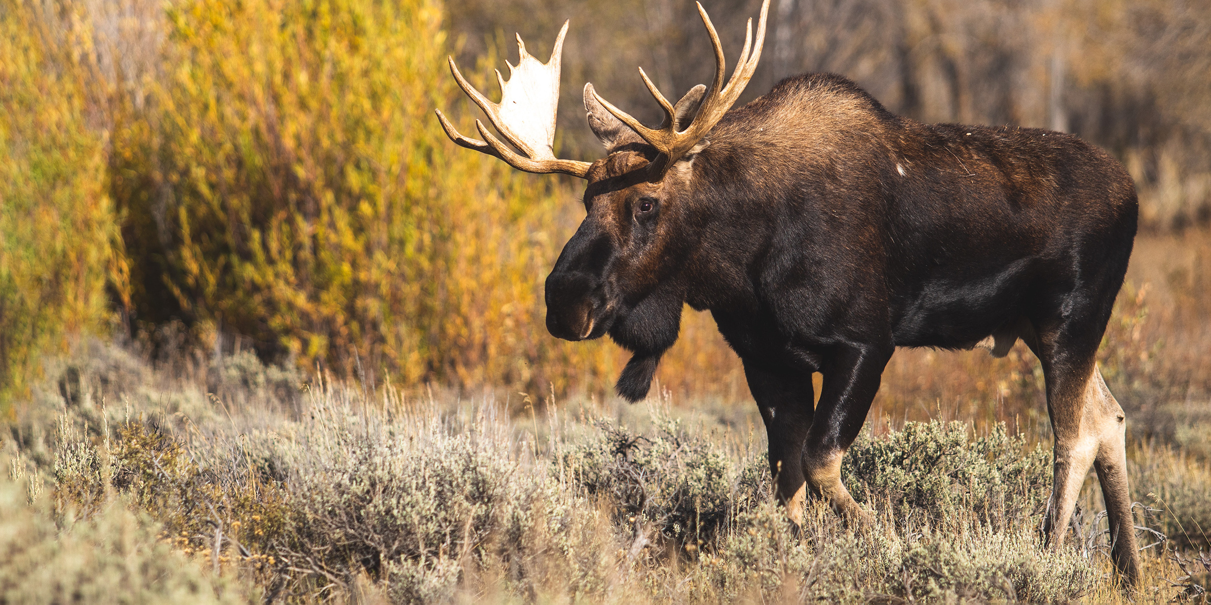 Moose in the way, Silly stuffed animal, Science musings, Nature's humor, 2480x1240 Dual Screen Desktop