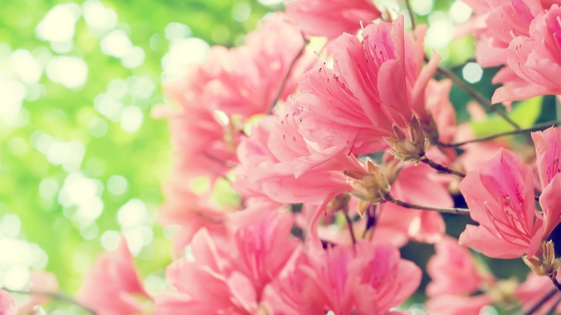 Pink azalea blossoms, Flowering azalea shrub, Sunlit green foliage bokeh, Full HD Desktop wallpaper