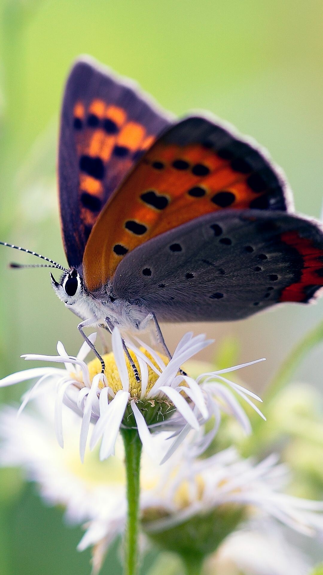 American copper, Butterflies Wallpaper, 1080x1920 Full HD Phone