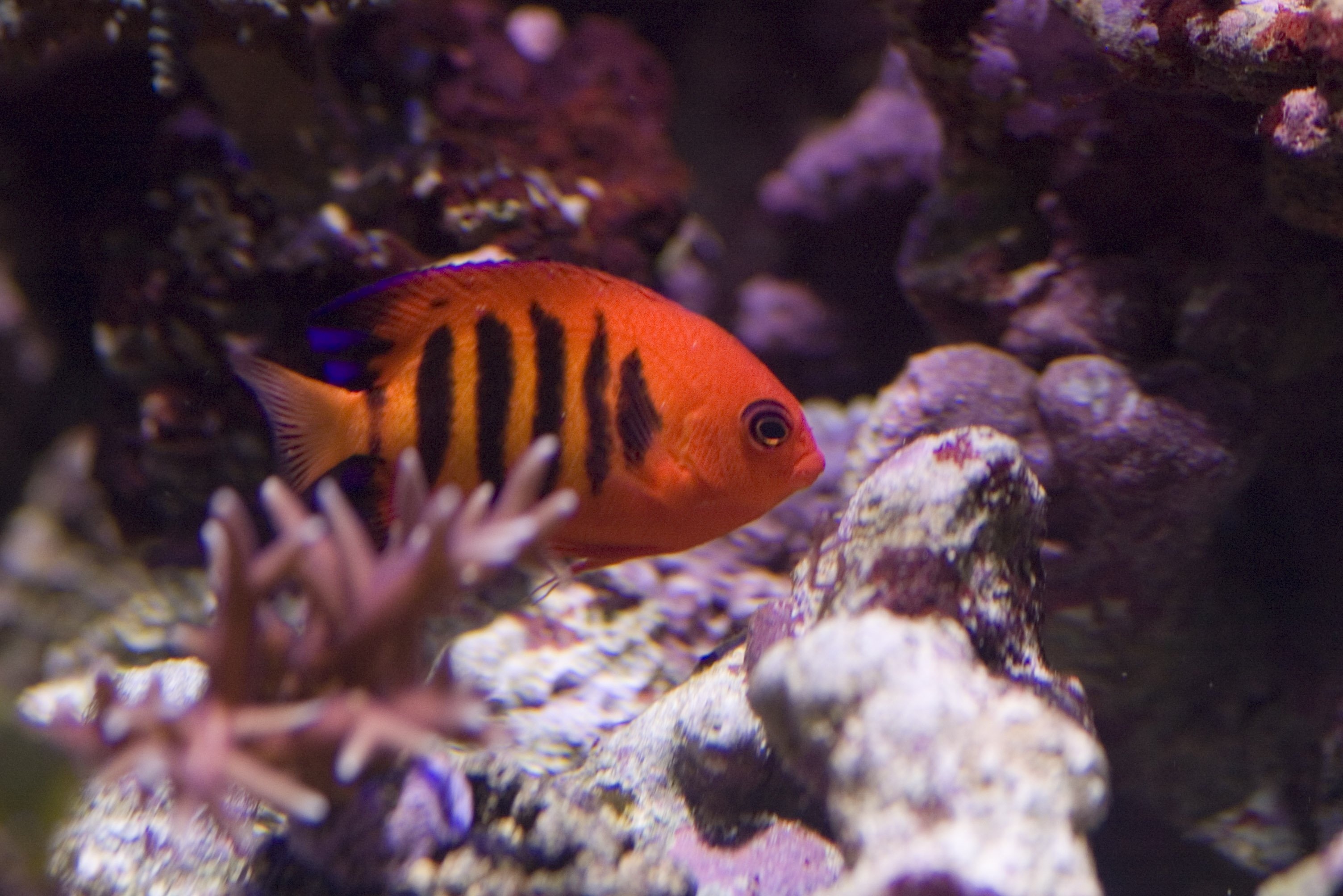 Flame angelfish wonder, Underwater splendor, Vibrant wallpaper, Oceanic beauty, 3010x2010 HD Desktop