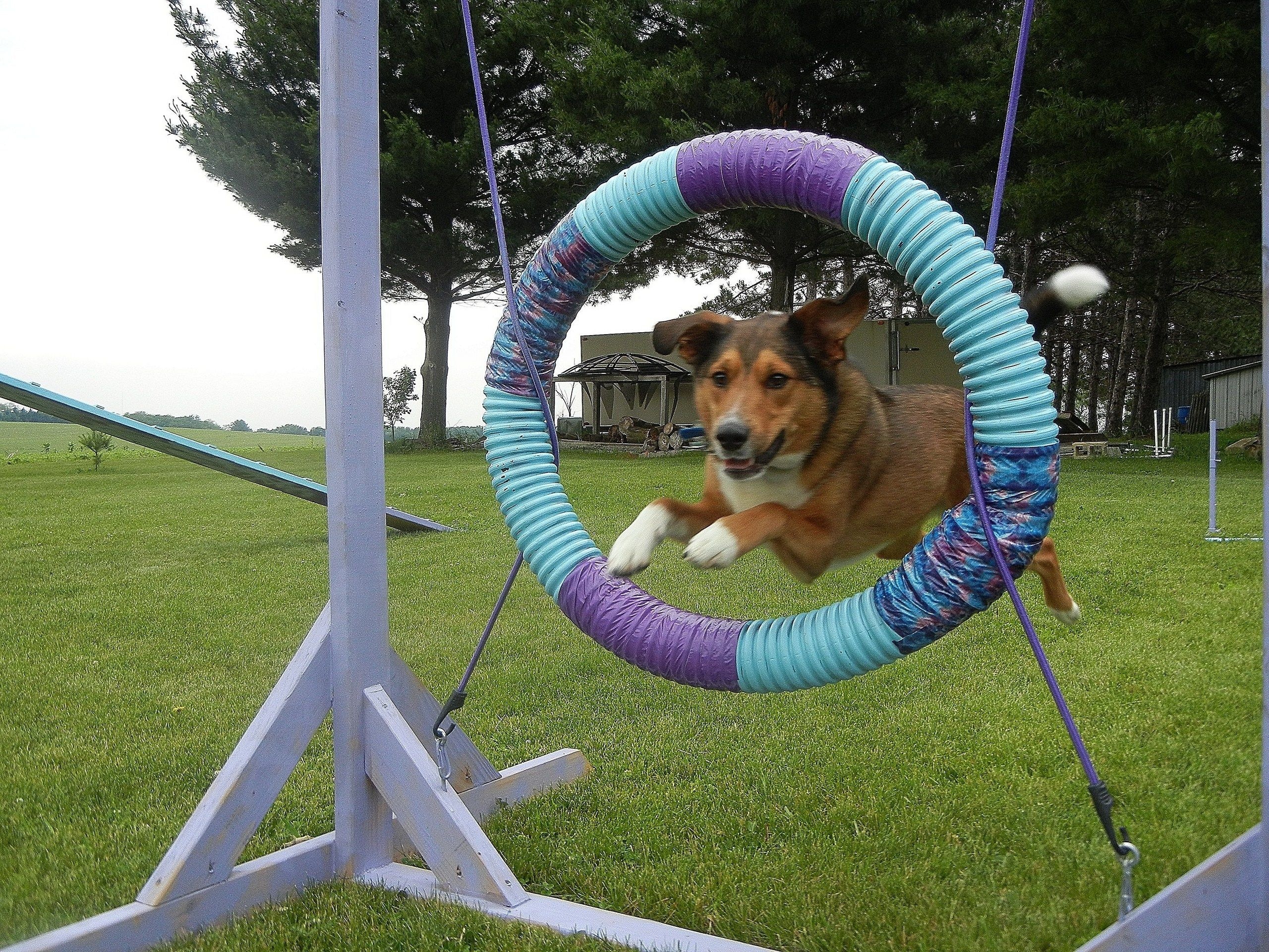 Agility, Dog Sports Wallpaper, 2560x1920 HD Desktop