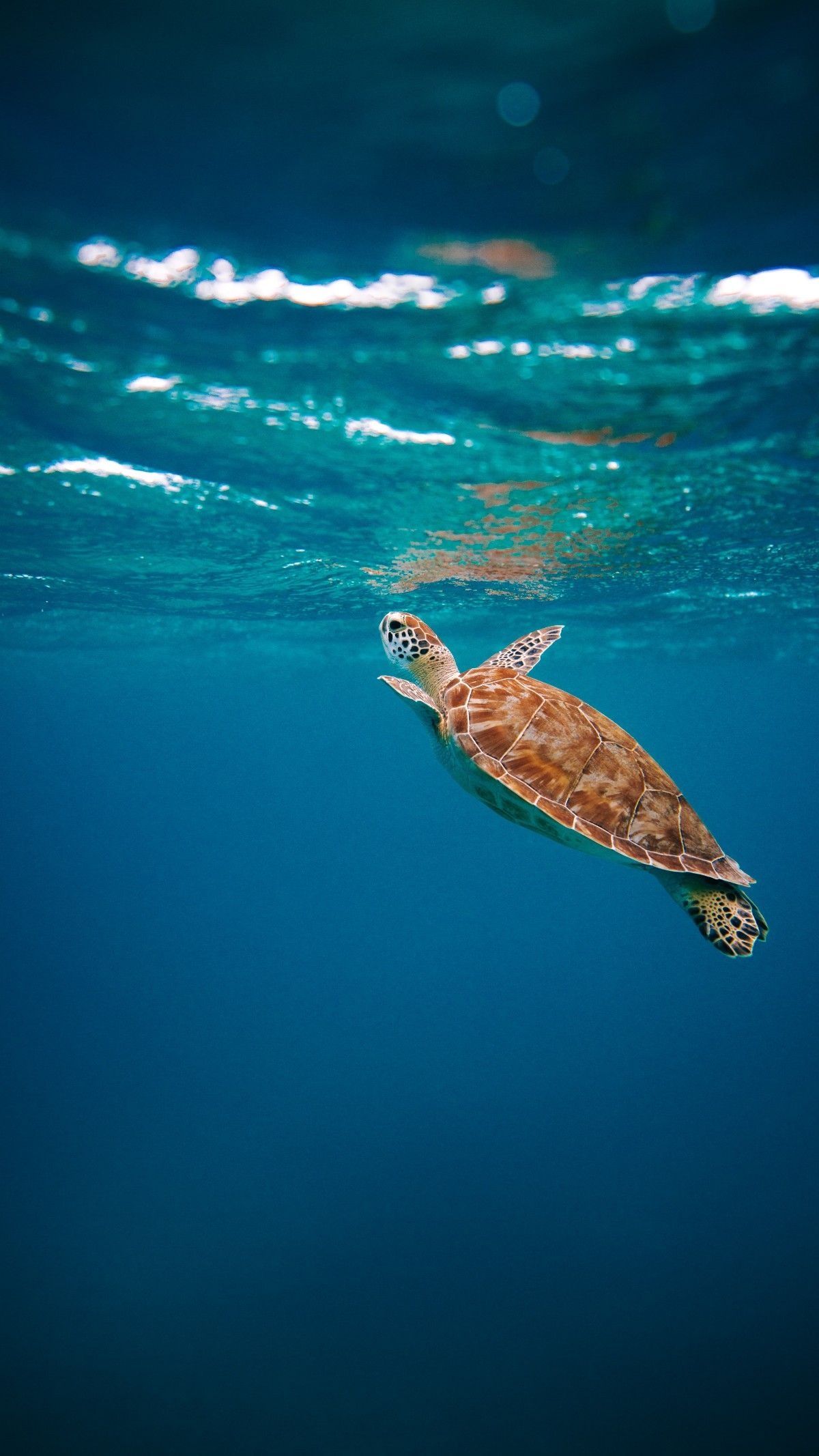 Oceanic beauty, Mobile masterpiece, Visual wonder, Pinterest's inspiration, 1200x2140 HD Phone