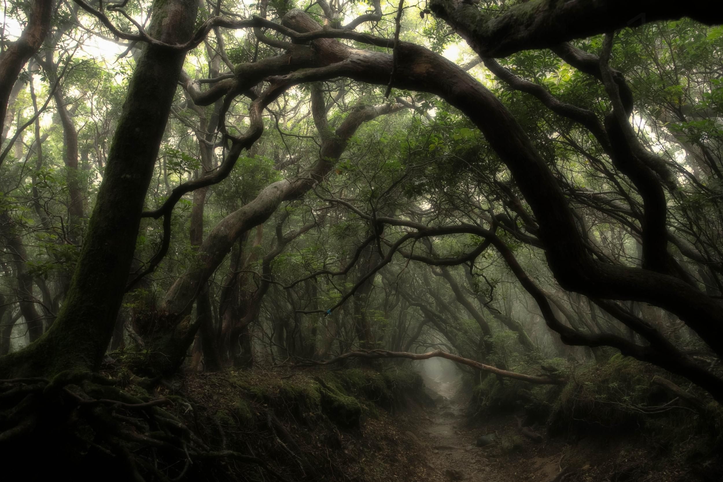 Fangorn, Movies, Misty, Dark Forest, 2500x1670 HD Desktop