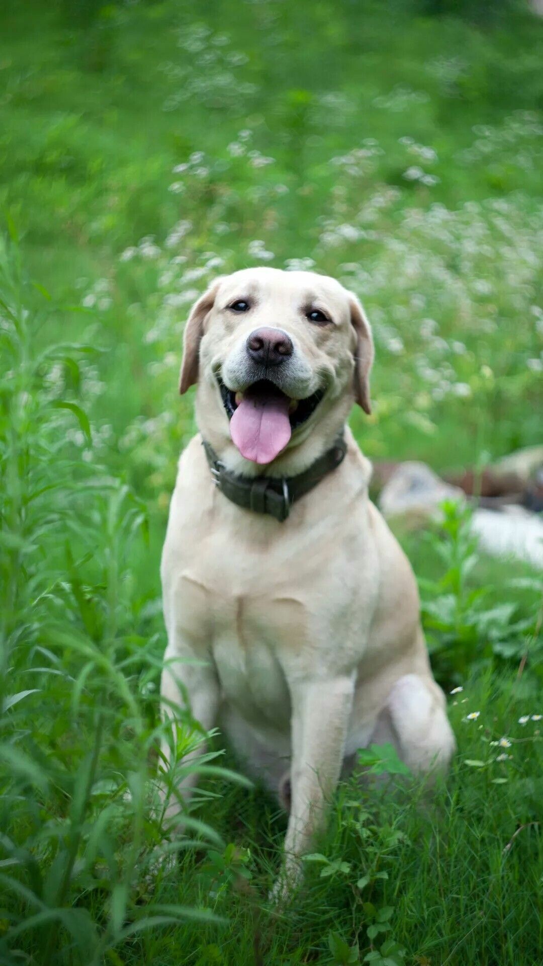 Labrador Retriever, Best quality, HD 4K wallpapers, Beautiful Labrador, 1080x1920 Full HD Phone