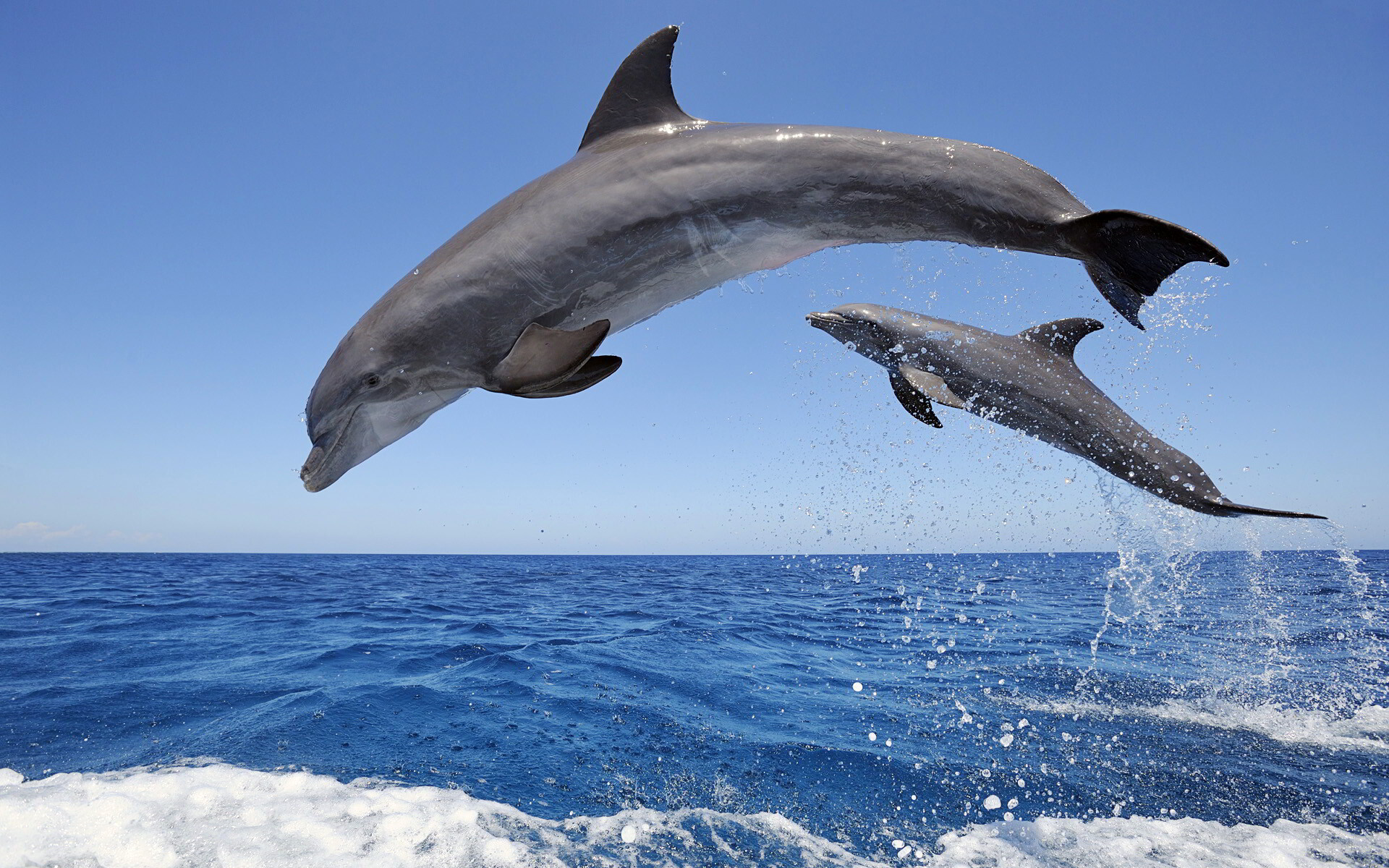 Dolphin wallpapers, Stunning animal imagery, High-quality pictures, Captivating backgrounds, 1920x1200 HD Desktop