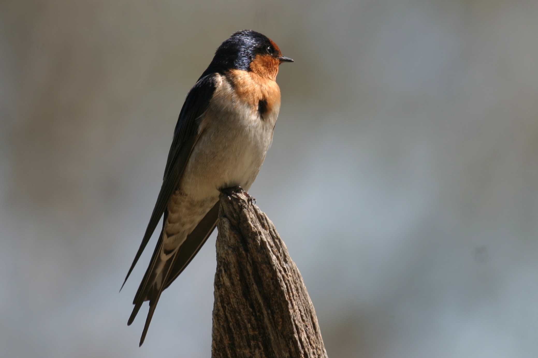 Tree swallows pictures, Hd wallpapers, Animals and birds, Nature-themed, 2080x1390 HD Desktop